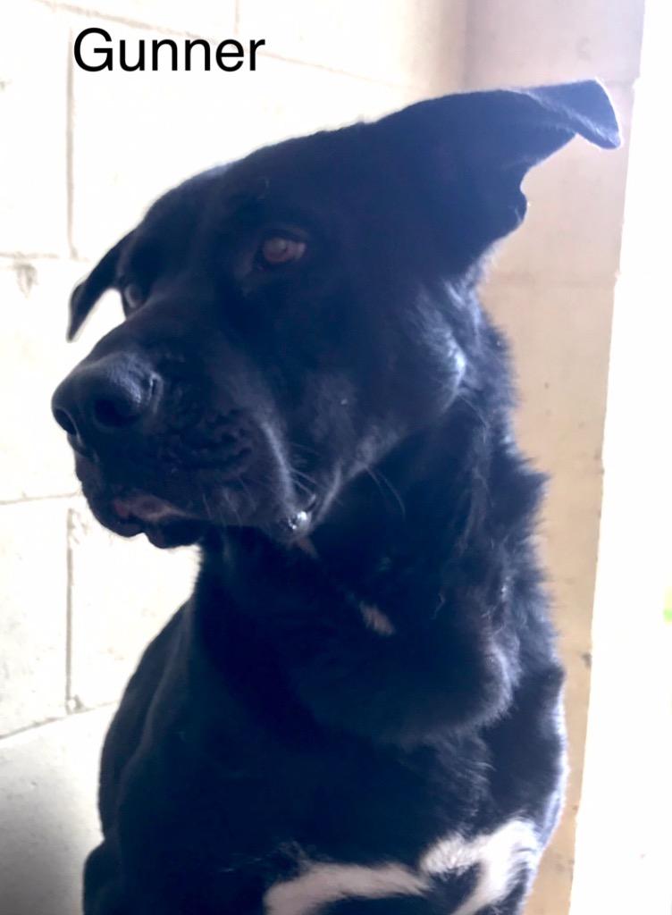 Enlarge Gunner, a Adoptable mixed breed in Saint Francisville, LA image 2/6