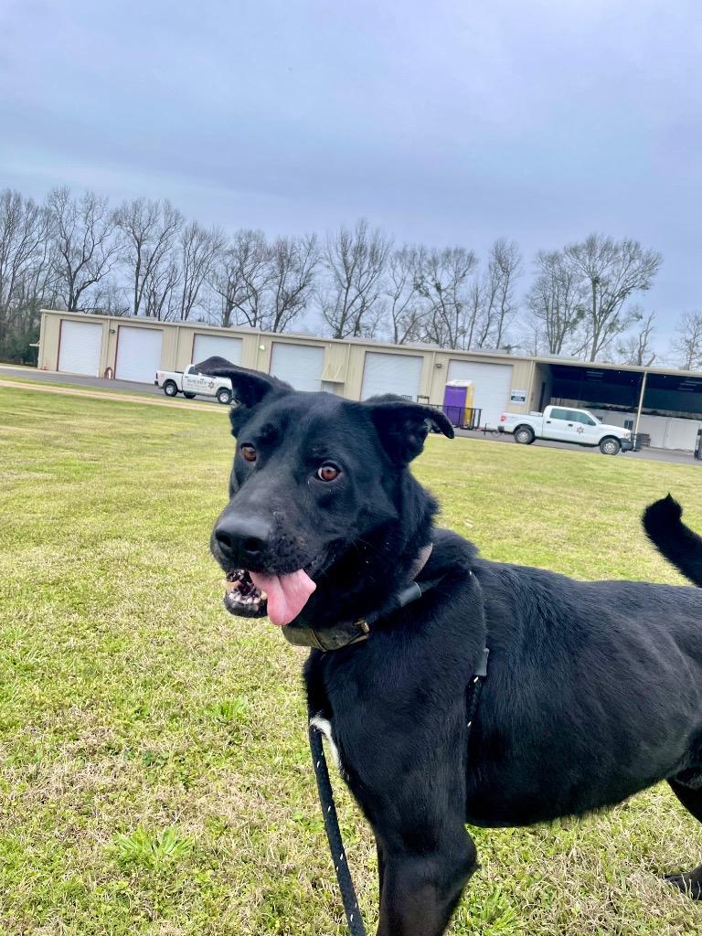 Gunner, a Adoptable mixed breed in Saint Francisville, LA image 2/6