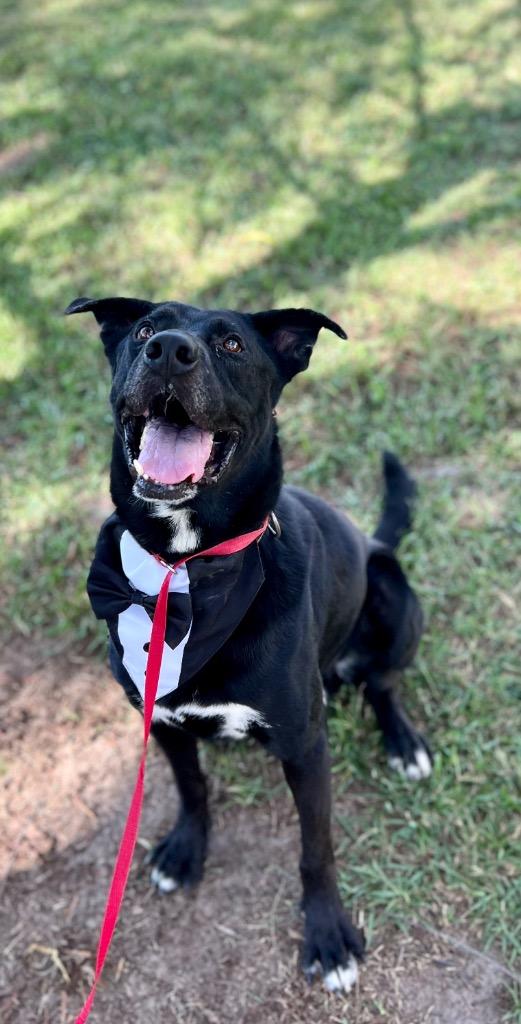 Gunner, a Adoptable mixed breed in Saint Francisville, LA image 3/6