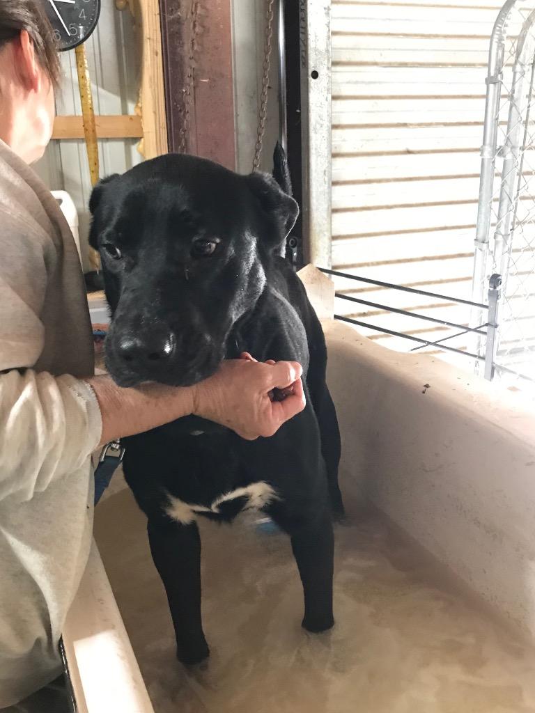 Enlarge Gunner, a Adoptable mixed breed in Saint Francisville, LA image 4/6