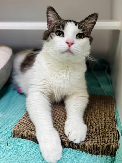 Benny, a Adoptable mixed breed in Traverse City, MI image 1/3