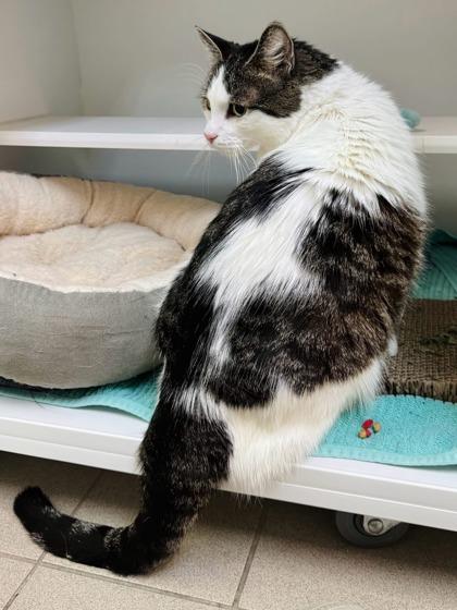 Benny, Adoptable, Adult Male Domestic Short Hair & Domestic Short Hair.