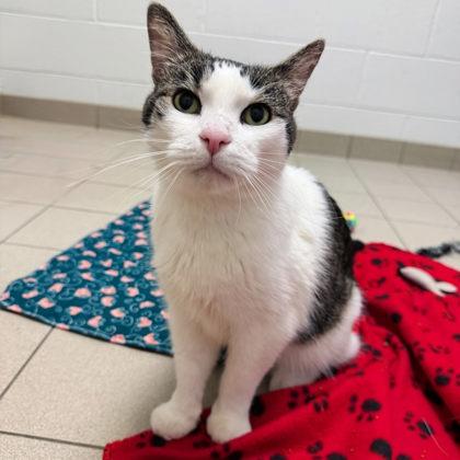 Benny, a Adoptable mixed breed in Traverse City, MI image 2/3