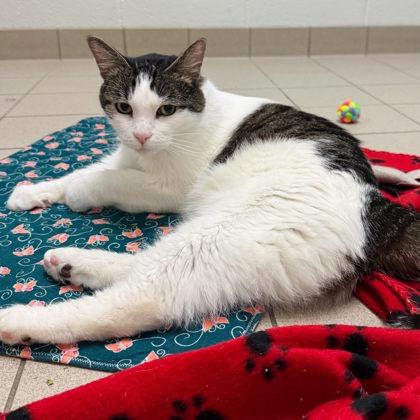 Benny, a Adoptable mixed breed in Traverse City, MI image 3/3