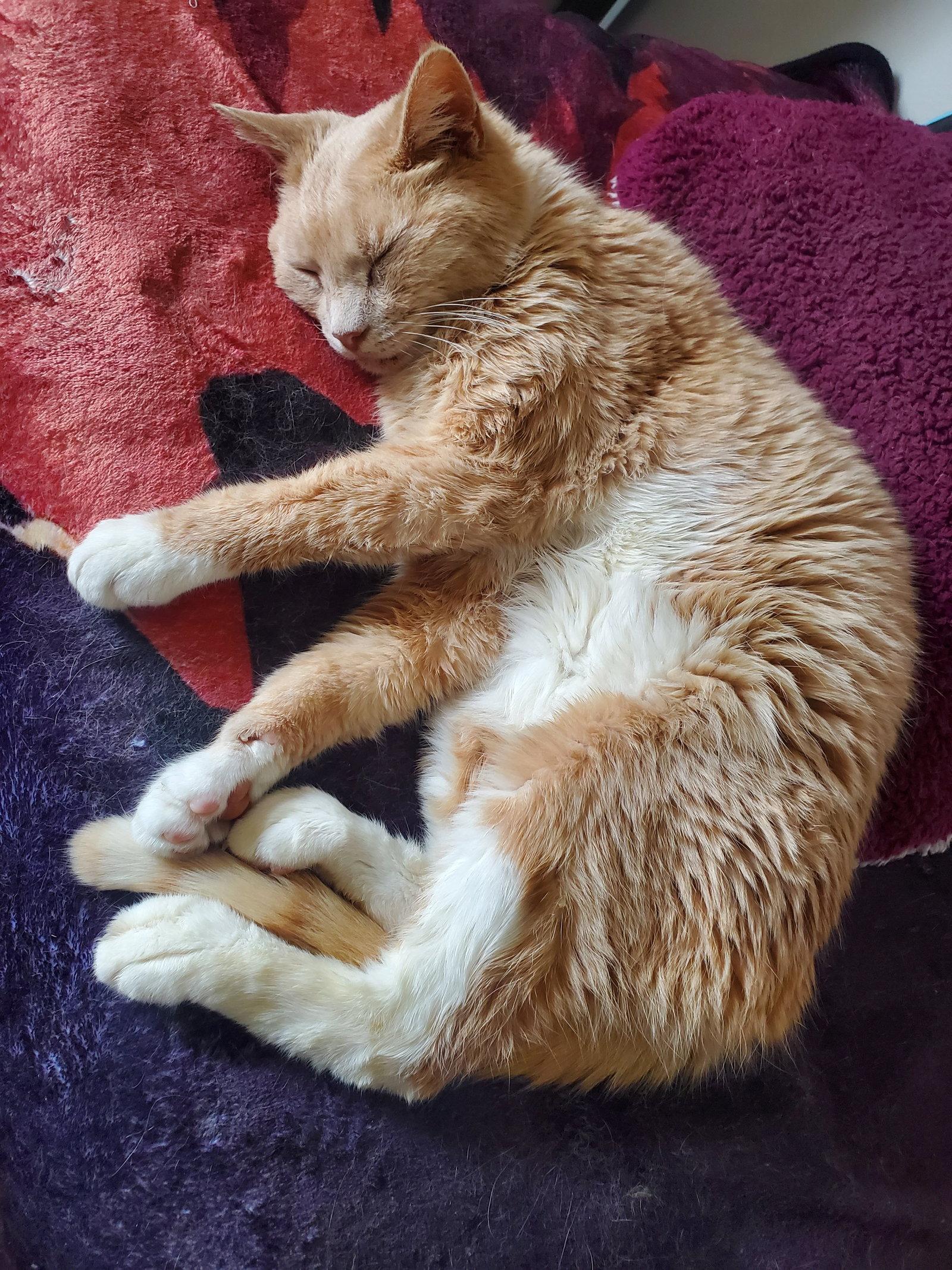 Iroh, Adoptable, Senior Male Domestic Short Hair.