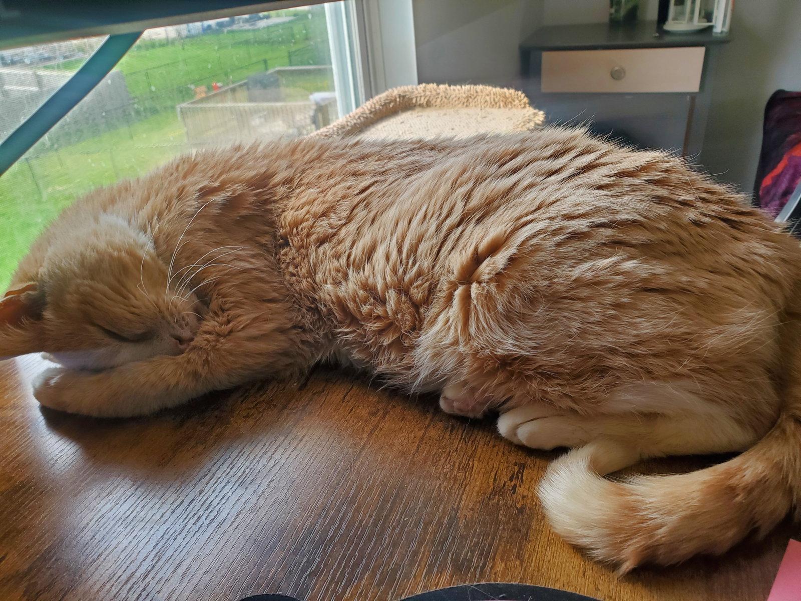 Enlarge Iroh, a Adoptable Domestic Short Hair in Greenfield, IN image 2/3