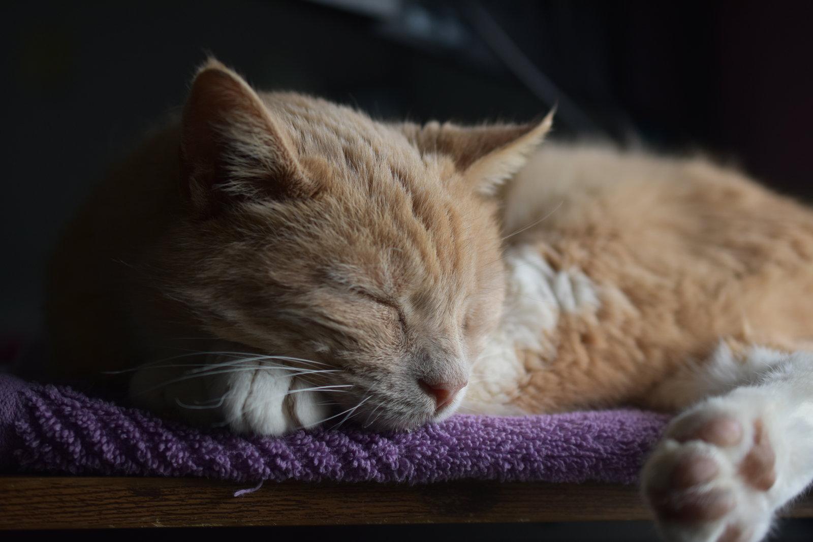 Enlarge Iroh, a Adoptable Domestic Short Hair in Greenfield, IN image 3/3