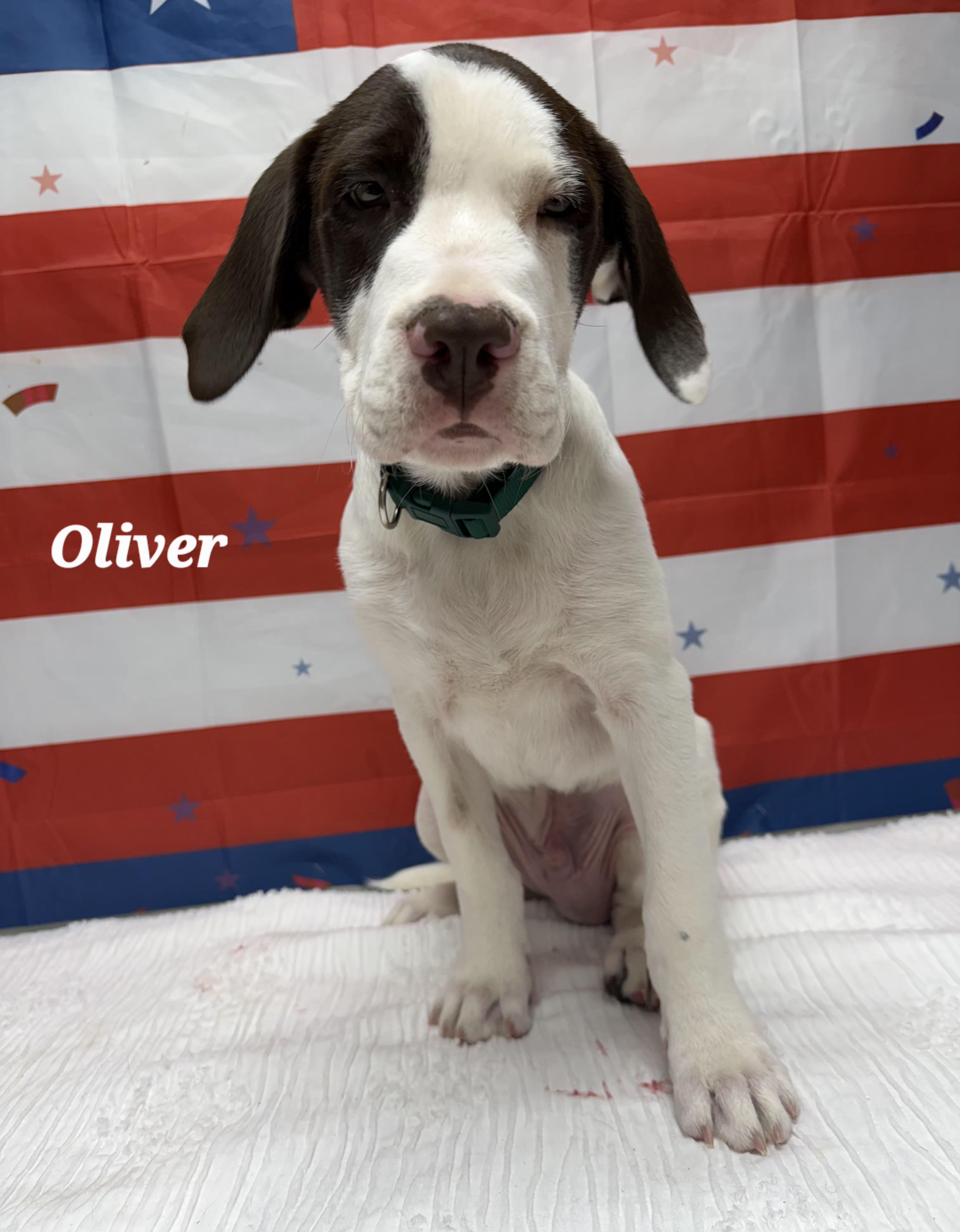 Enlarge Oliver, an adopted mixed breed in Urbana, OH image 1/1