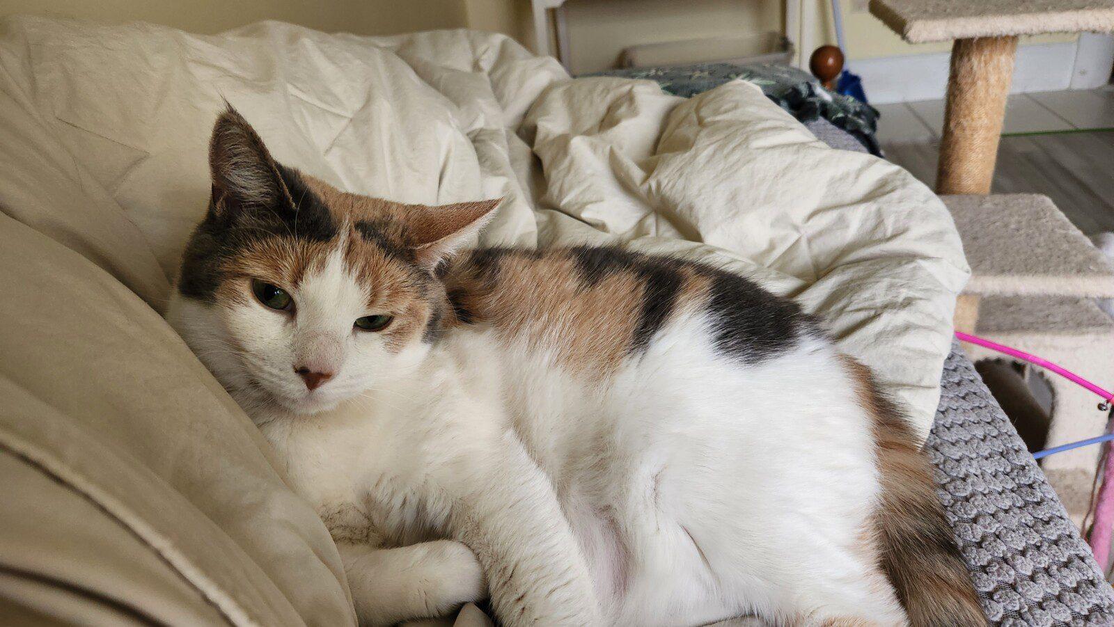 Poppy, adopted, Adult Female Calico.