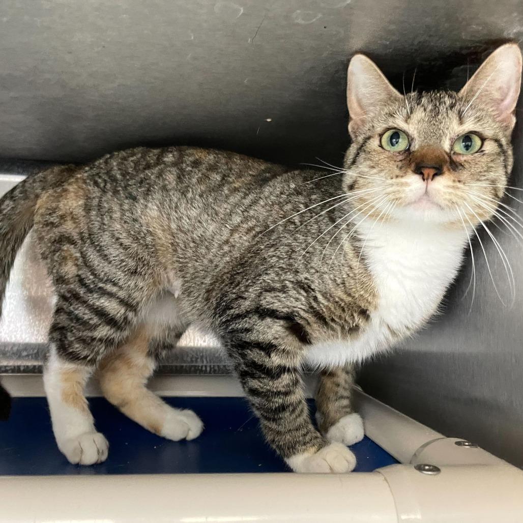 Enlarge Phobas, a Adoptable Domestic Short Hair in Carencro, LA image 1/3