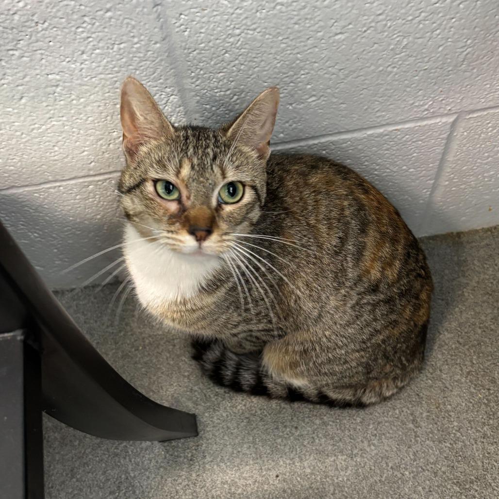 Enlarge Phobas, a Adoptable Domestic Short Hair in Carencro, LA image 2/3