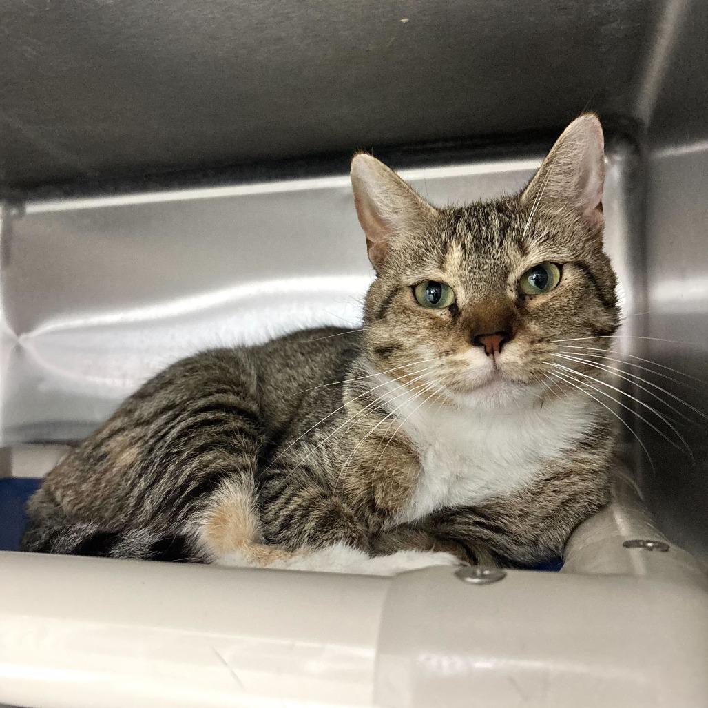Enlarge Phobas, a Adoptable Domestic Short Hair in Carencro, LA image 3/3