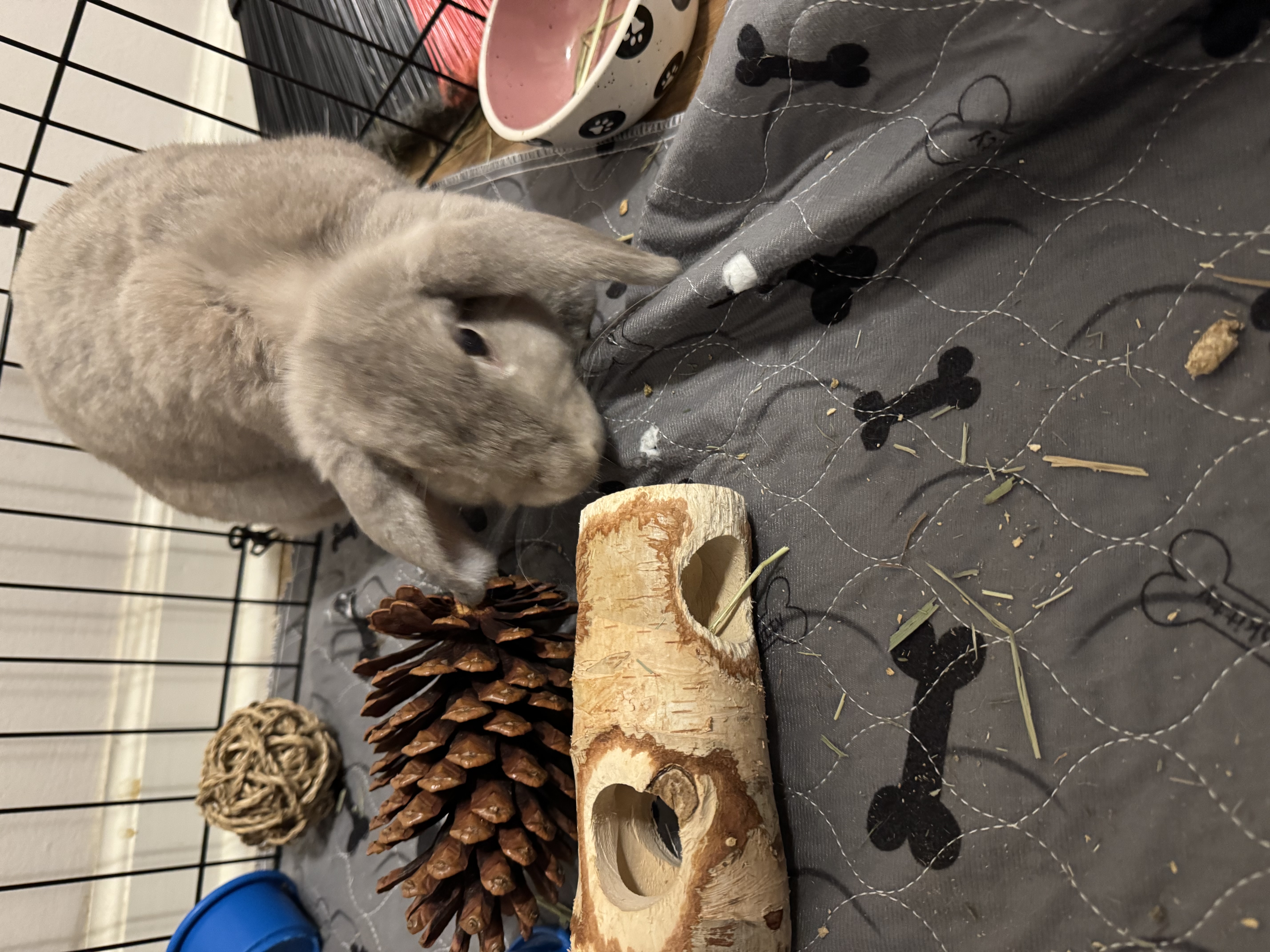 Enlarge Karrie, a Adopted Lop Eared in Vandalia, OH image 1/5