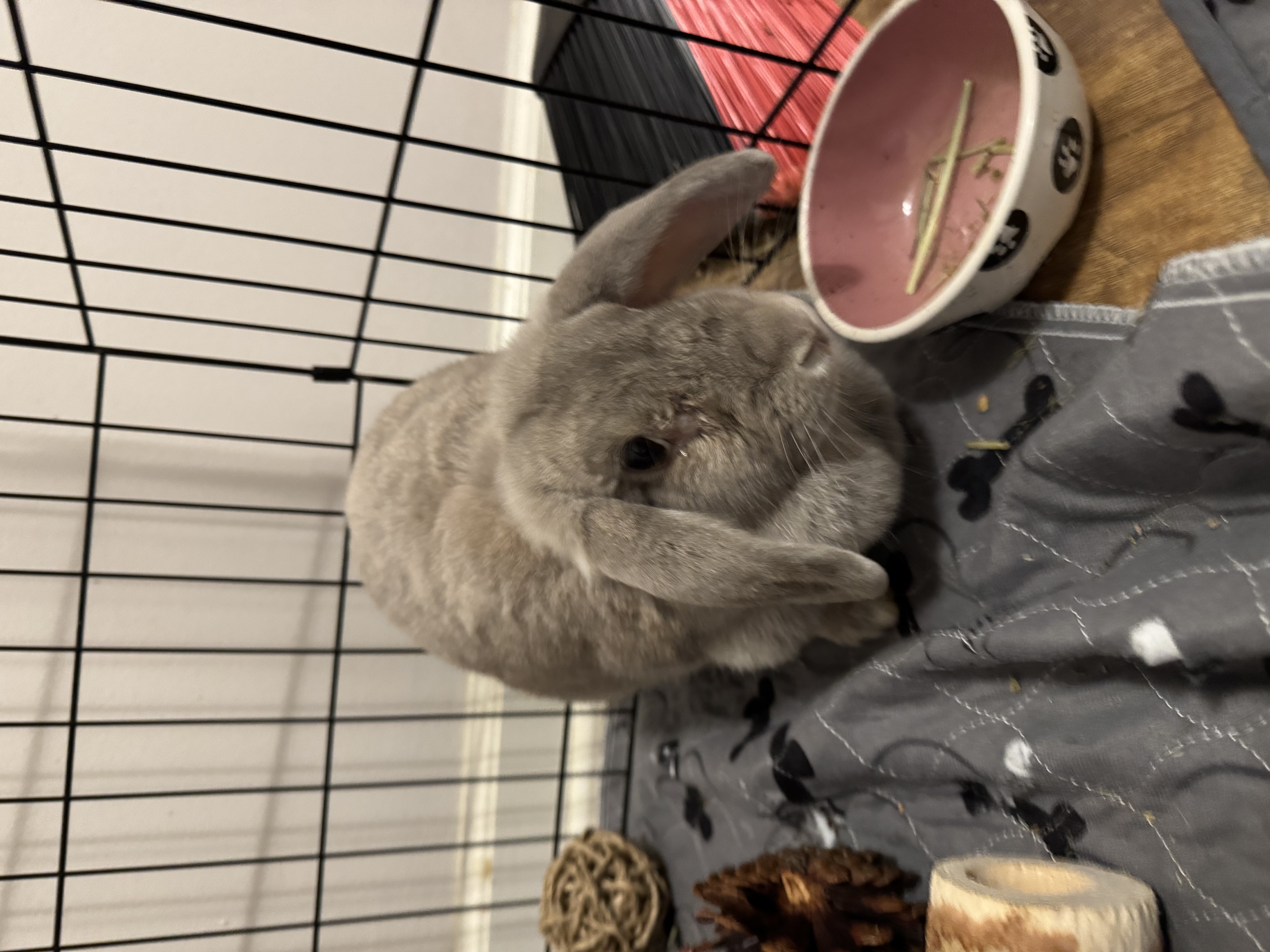 Enlarge Karrie, a Adopted Lop Eared in Vandalia, OH image 2/5