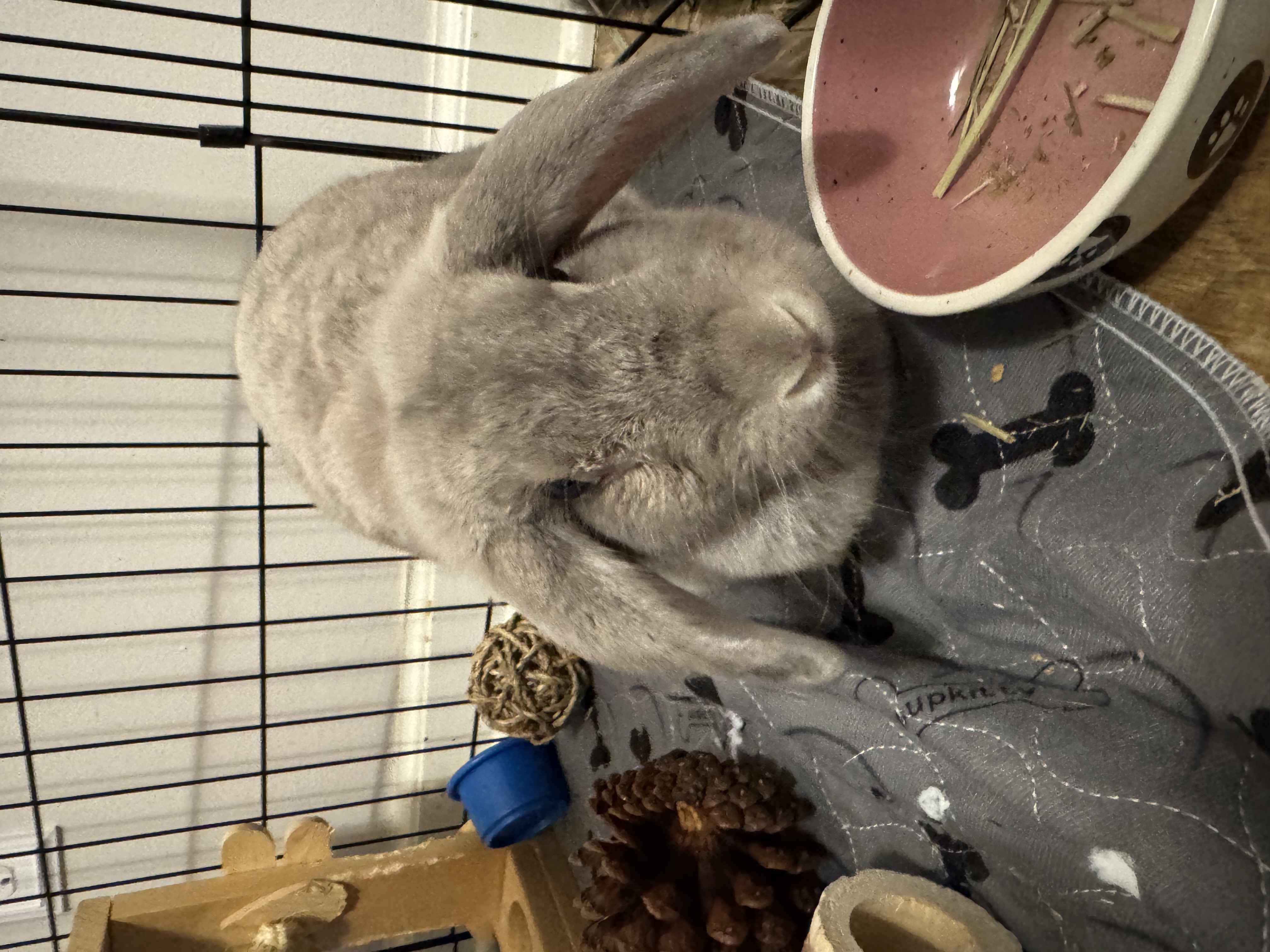 Enlarge Karrie, a Adopted Lop Eared in Vandalia, OH image 3/5