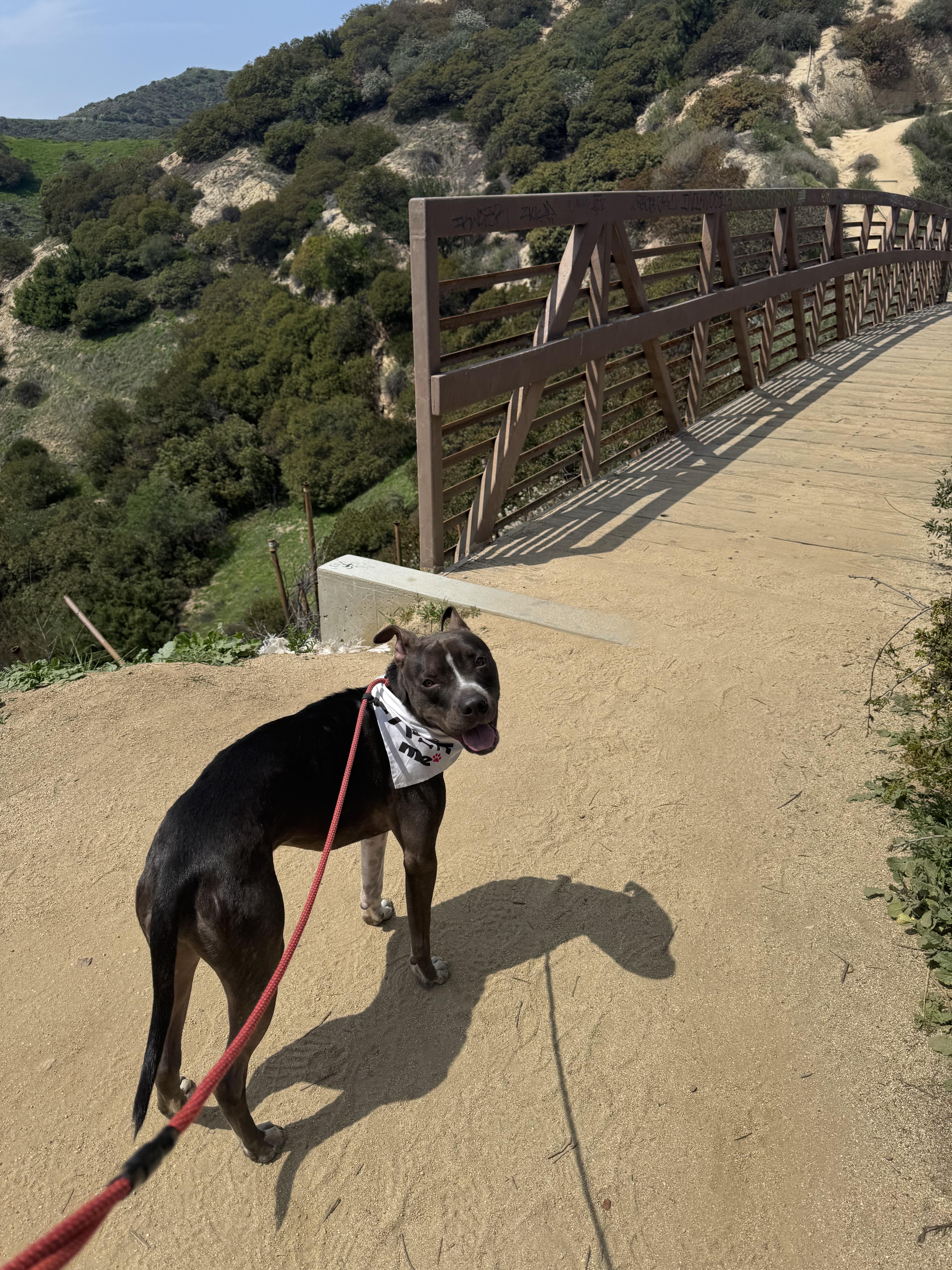 Enlarge Sirius aka Siri, a Adoptable mixed breed in los angeles, CA image 3/6