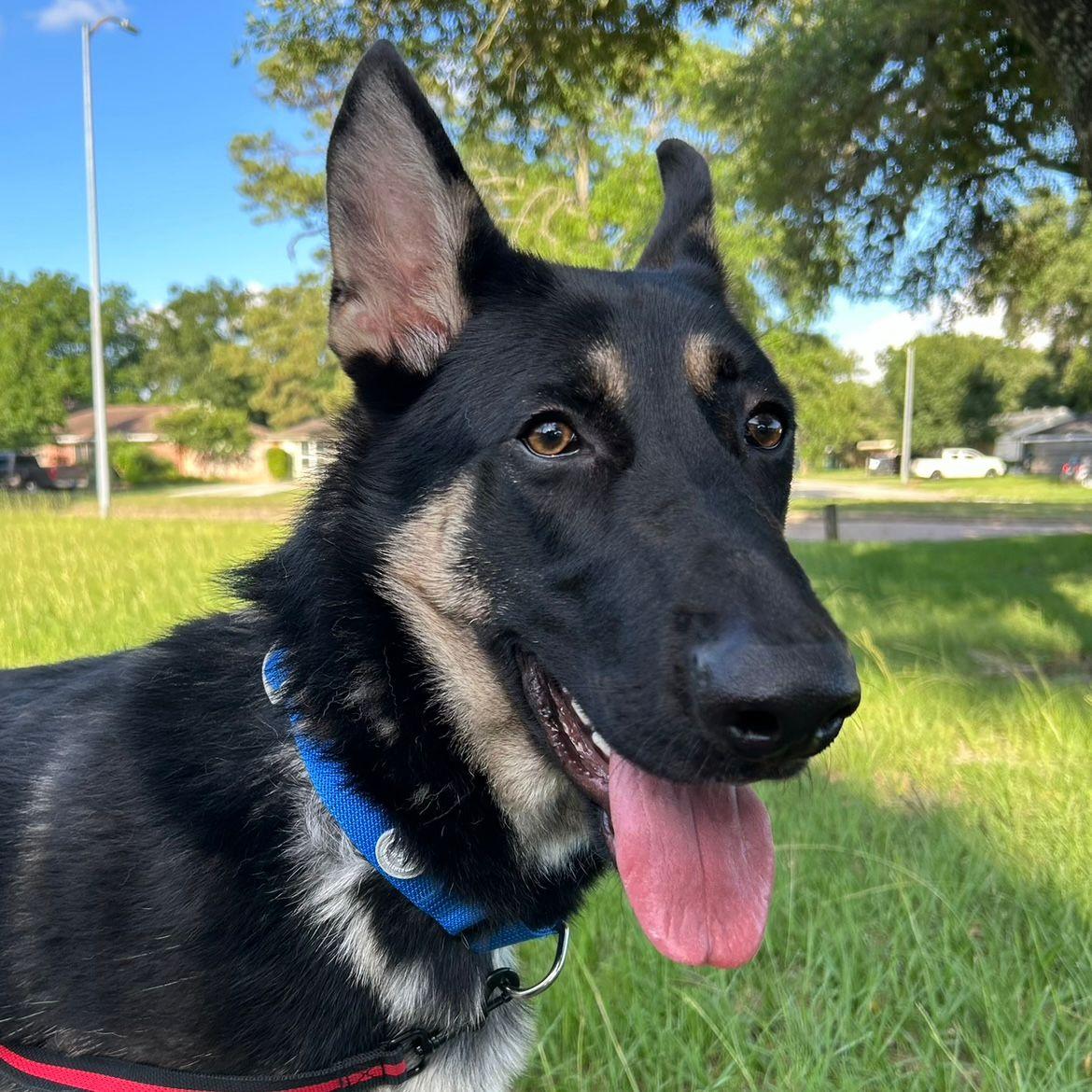 Enlarge Bruno, a Adoptable mixed breed in Missoula, MT image 1/6
