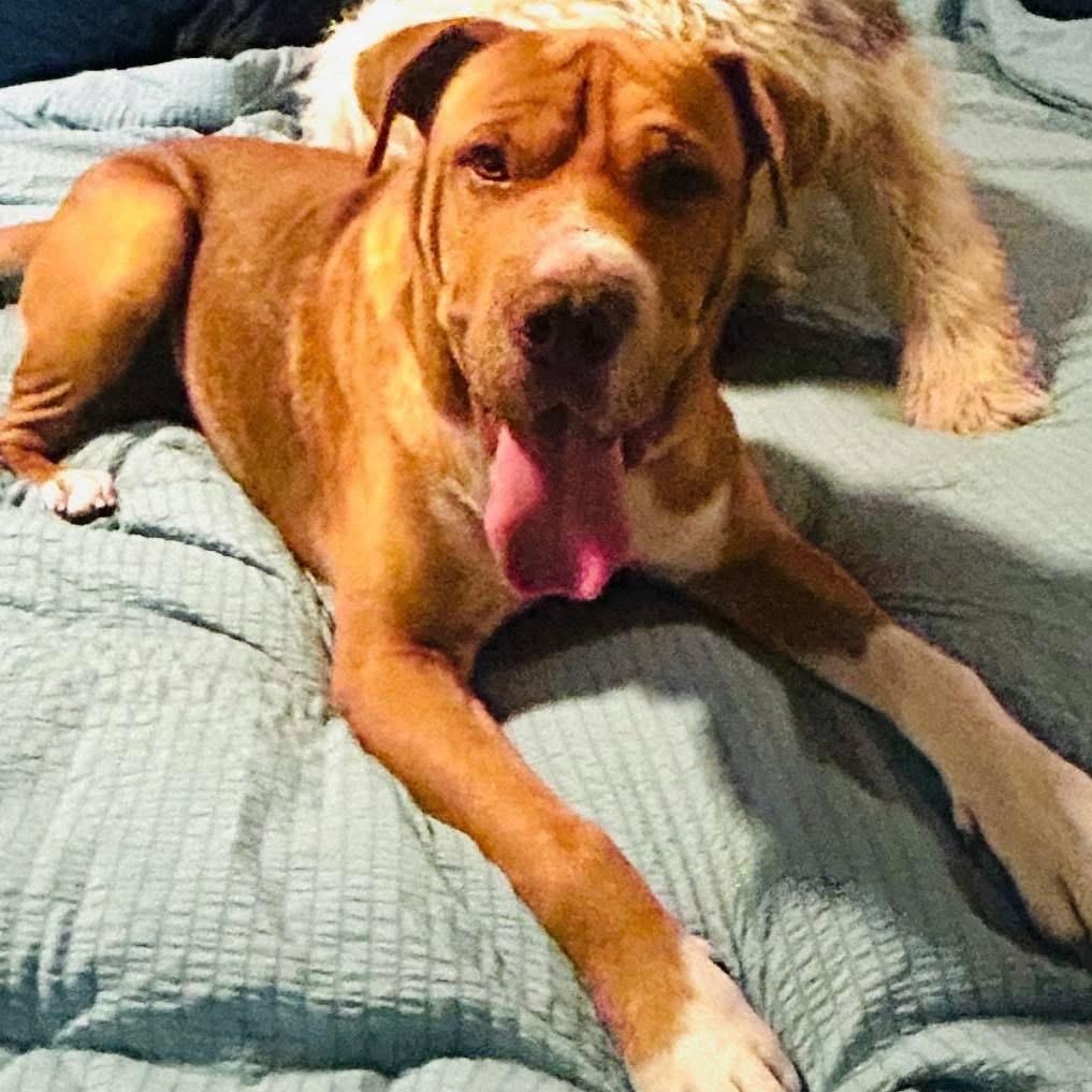 Boss, Adoptable, Adult Male Shar-Pei.