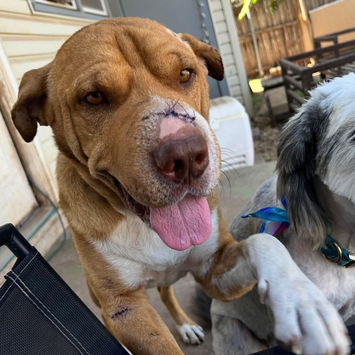 Boss, a Adoptable mixed breed in Lubbock, TX image 2/6