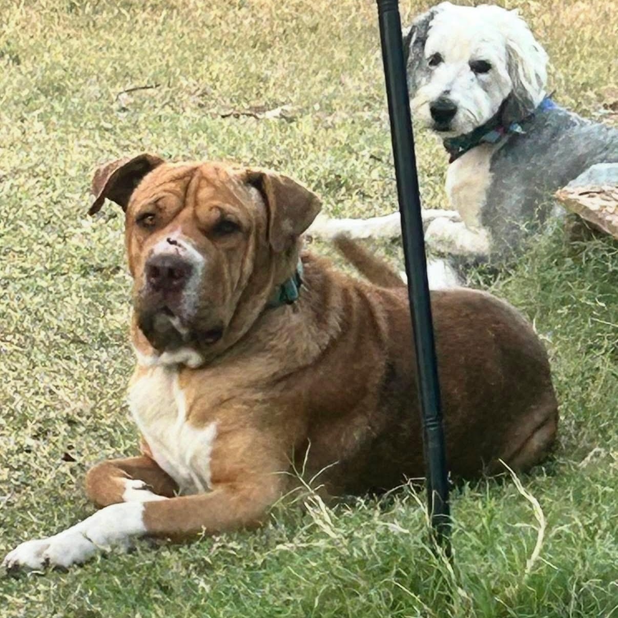 Boss, a Adoptable mixed breed in Lubbock, TX image 5/6