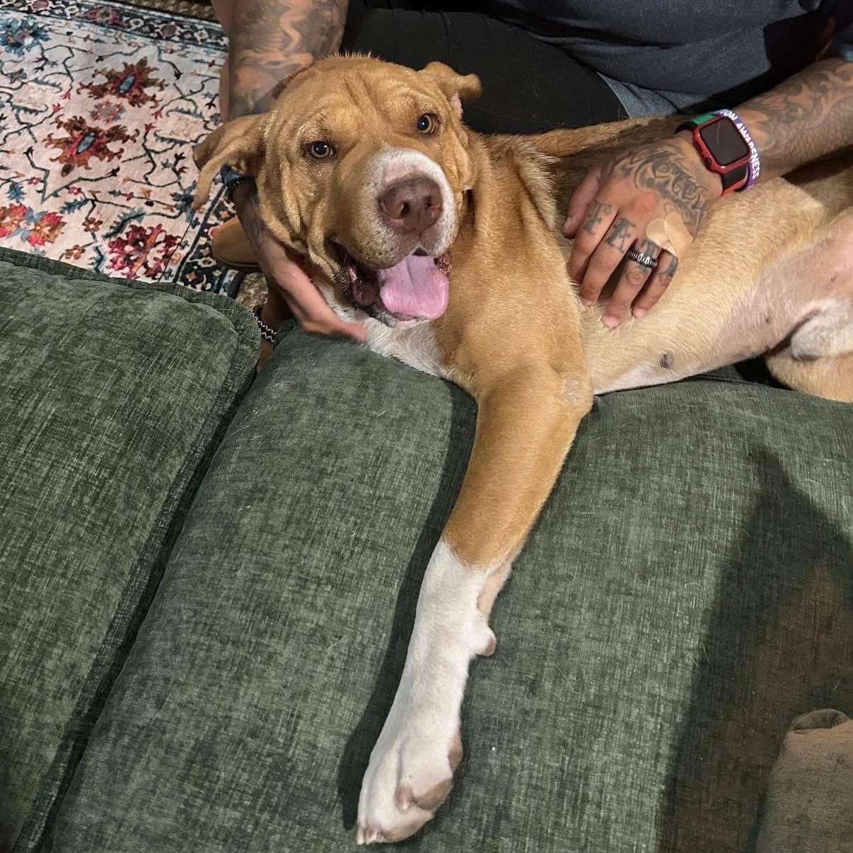 Boss, a Adoptable mixed breed in Lubbock, TX image 3/6