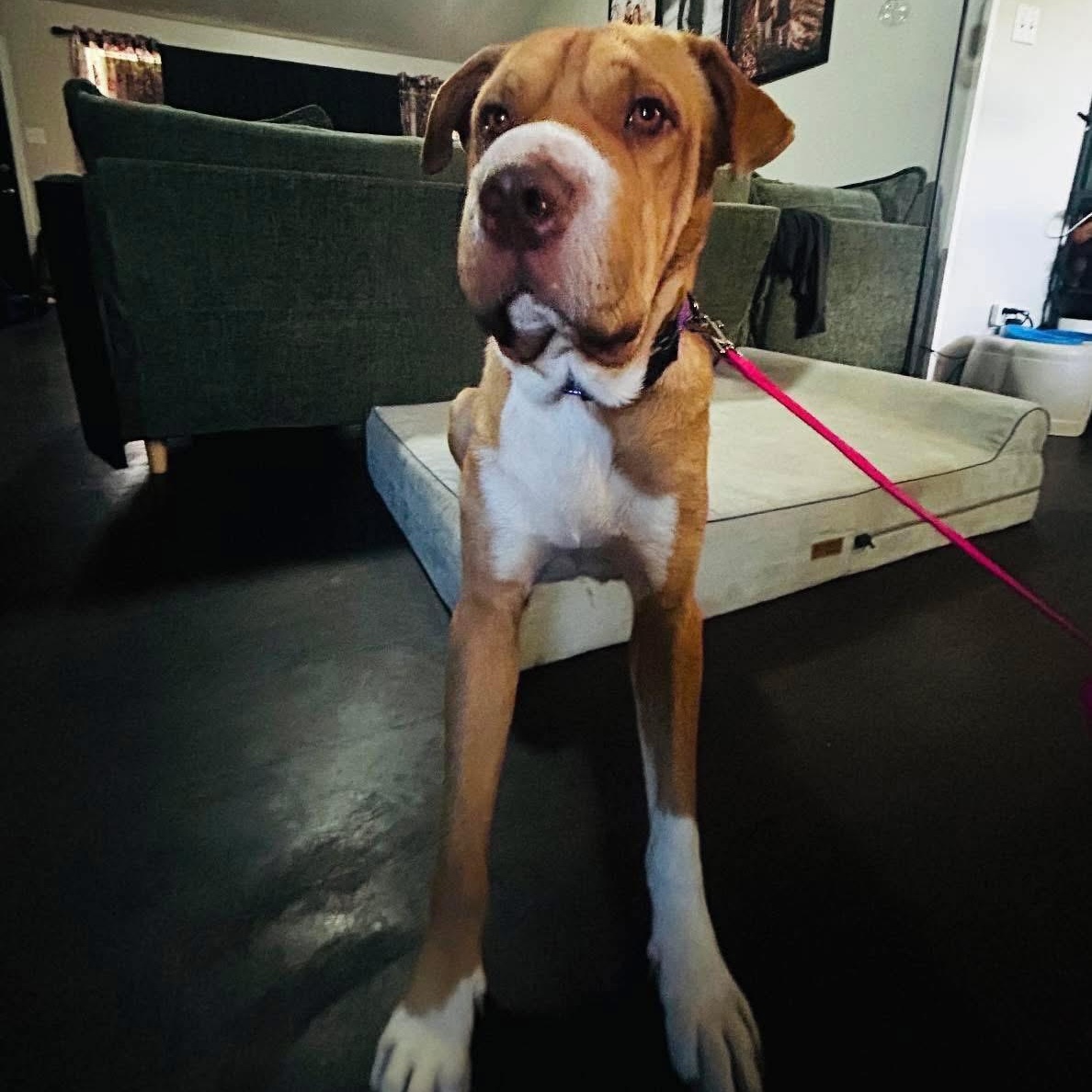 Boss, a Adoptable mixed breed in Lubbock, TX image 6/6