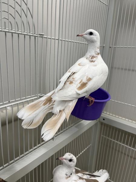 Enlarge Flute (Cage 1), a Adoptable mixed breed in Stratham, NH image 1/1
