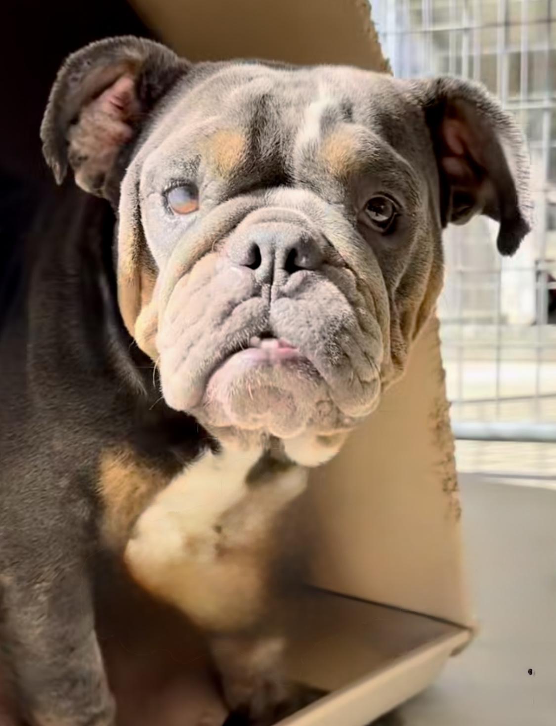 Bette, adopted, Adult Female American Bulldog.