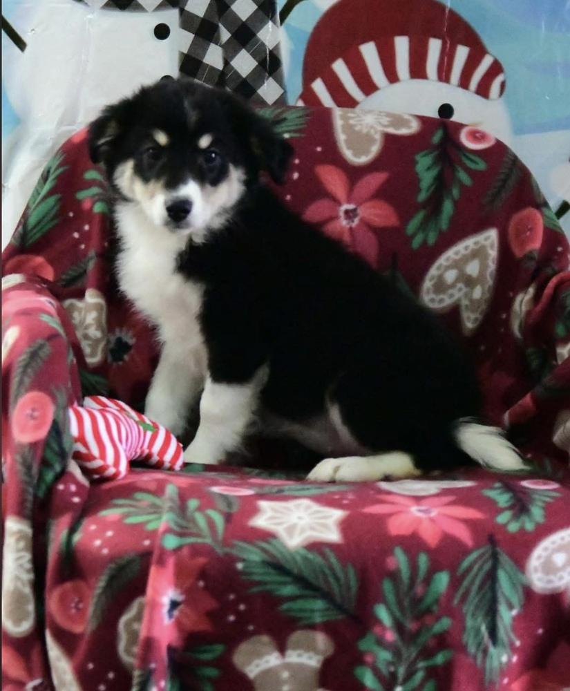 Grace, Adoptable, Puppy Female Australian Shepherd.