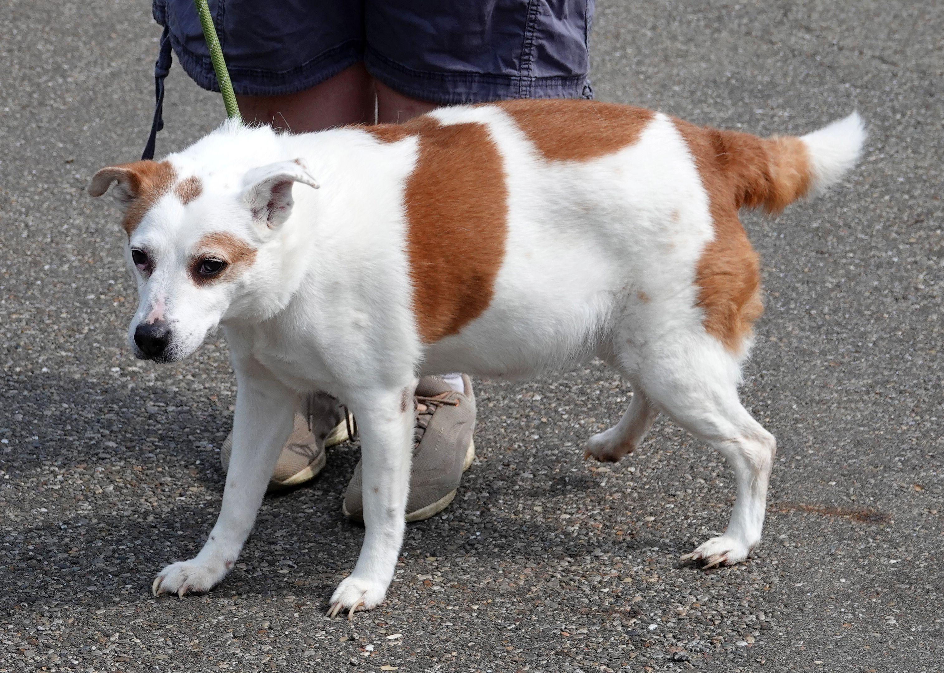 Enlarge Kennedy - ADOPTED, a Adopted Mixed Breed in Millfield, OH image 2/3