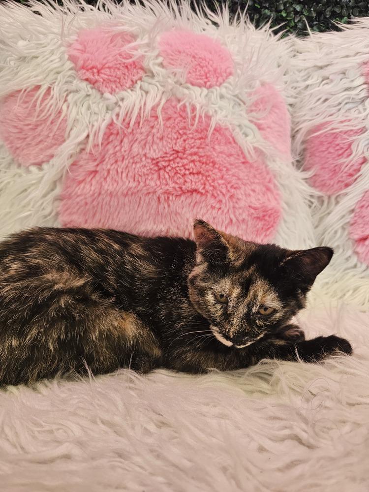 Enlarge **Cat Cafe** Tiramisu, a Adoptable Domestic Short Hair in Topeka, KS image 2/3