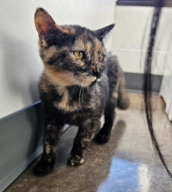 Enlarge **Cat Cafe** Tiramisu, a Adoptable Domestic Short Hair in Topeka, KS image 3/3