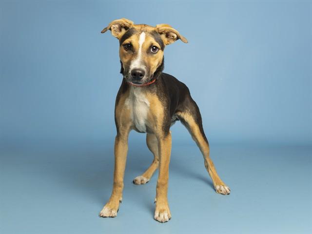 SOUP, Adoptable, Young Female German Shepherd Dog.