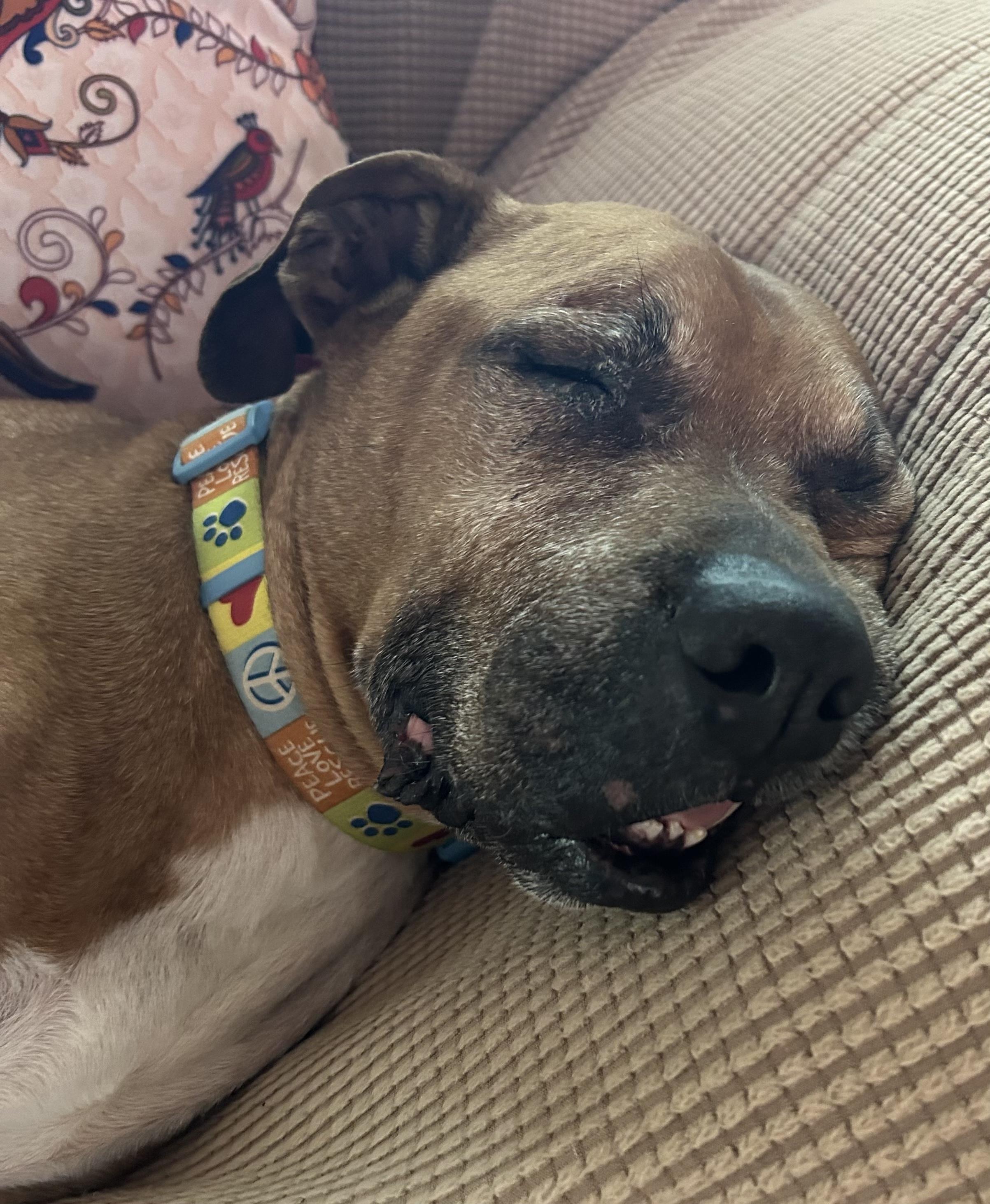 Enlarge Jackson, a Adoptable mixed breed in Plano, TX image 3/3