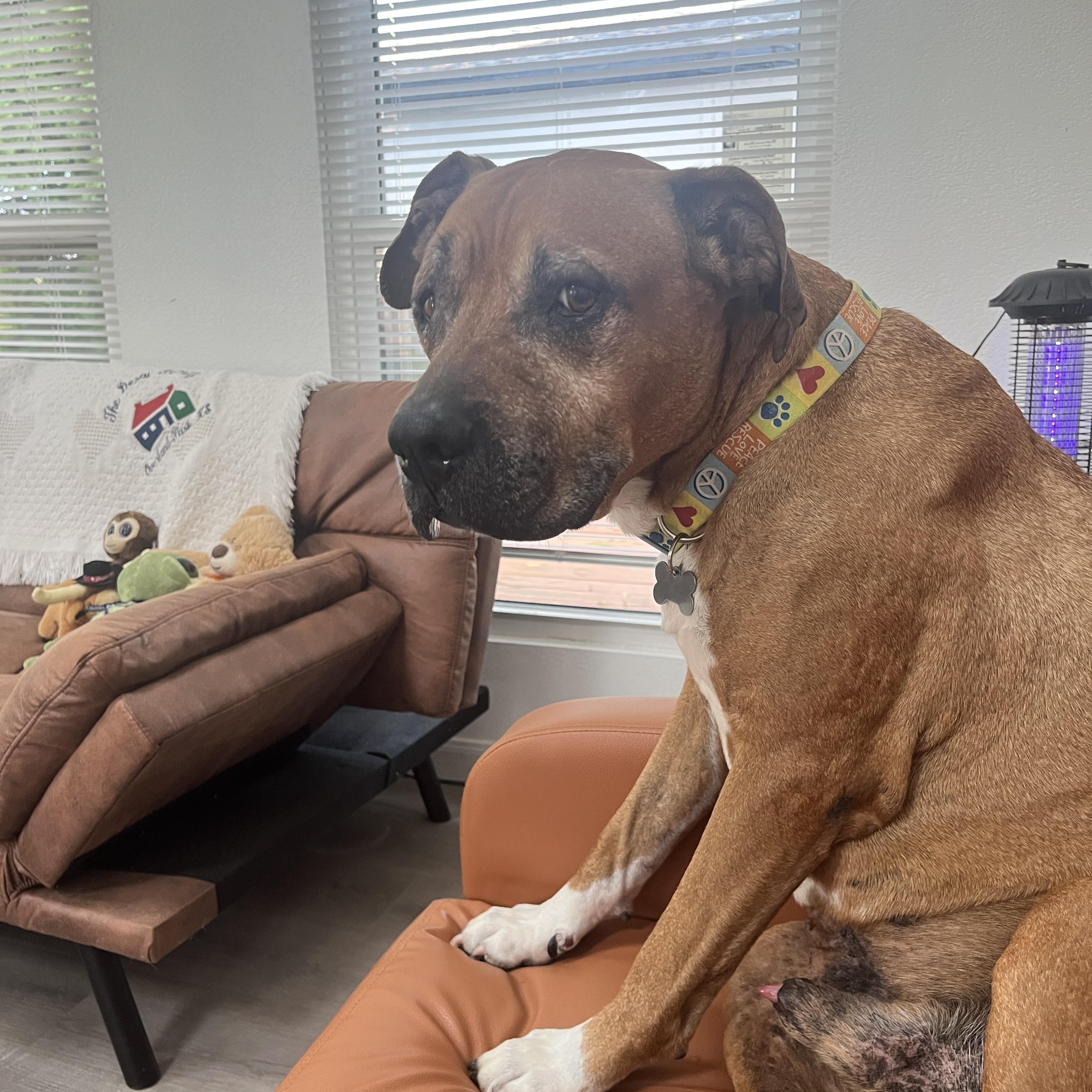 Enlarge Jackson, a Adoptable mixed breed in Plano, TX image 2/3