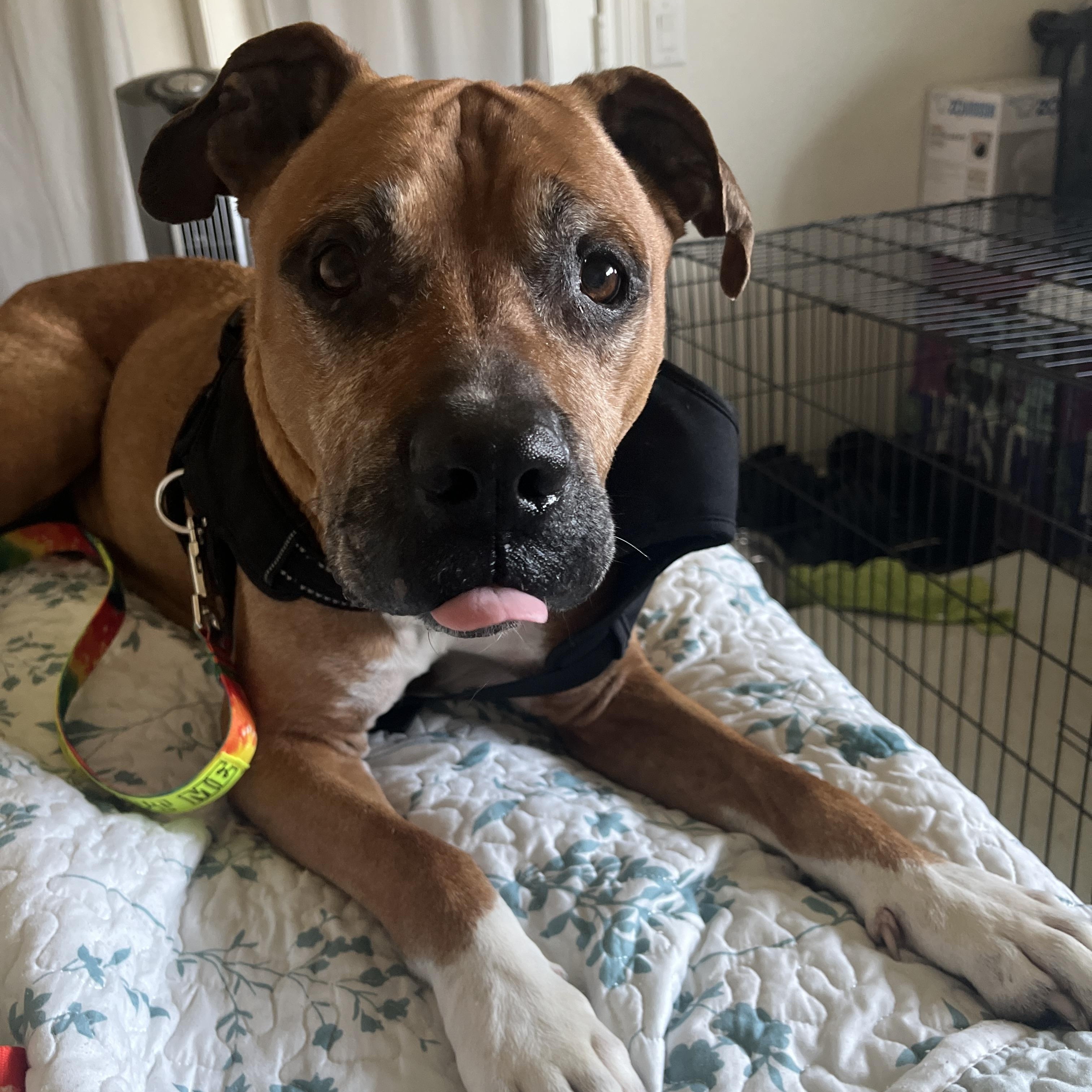 Jackson, Adoptable, Senior Male Boxer.