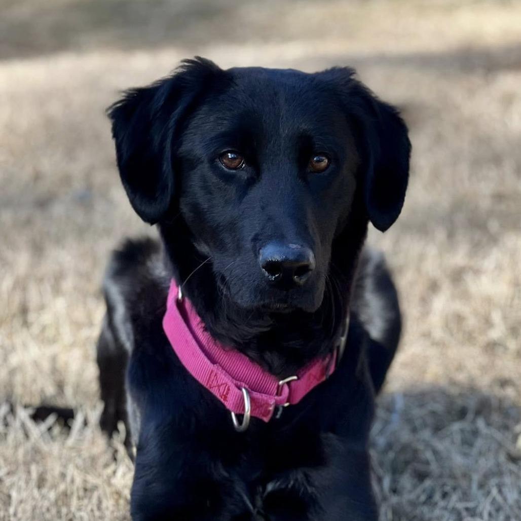 Bo, Adoptable, Young Male Retriever & Mixed Breed.