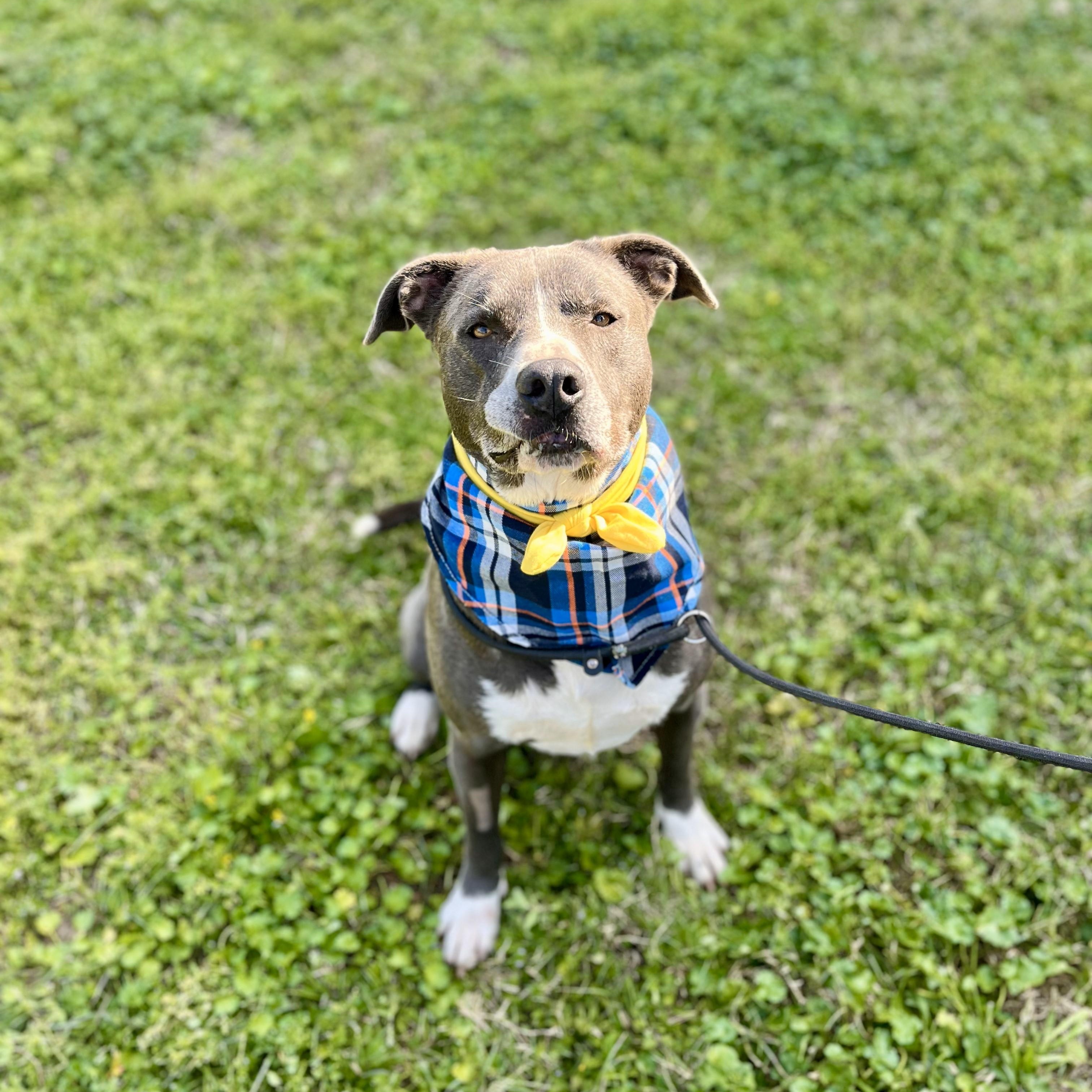 Mojito — thumbnail 4