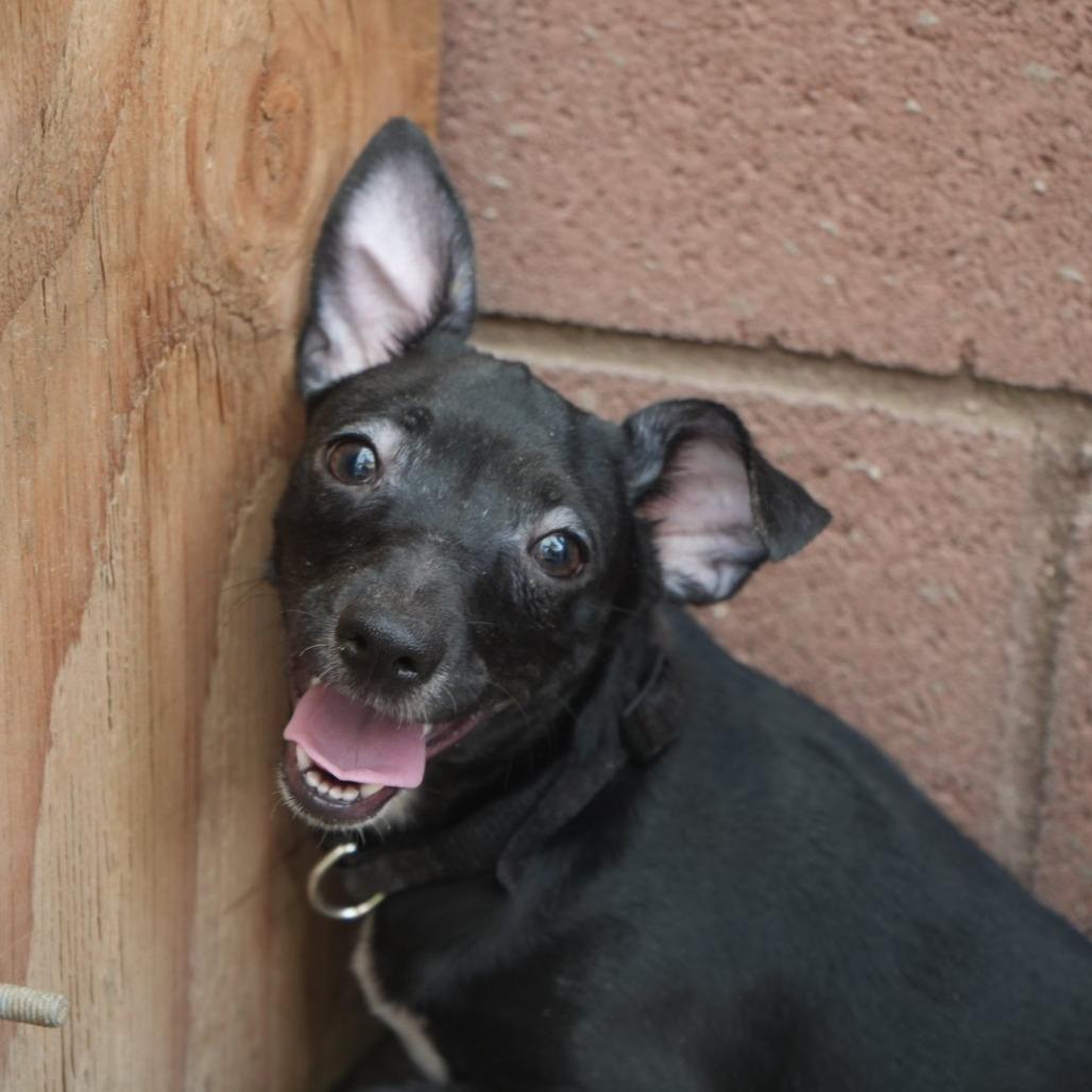 Enlarge Tinky-Winky, a Adoptable mixed breed in Coachella, CA image 1/2