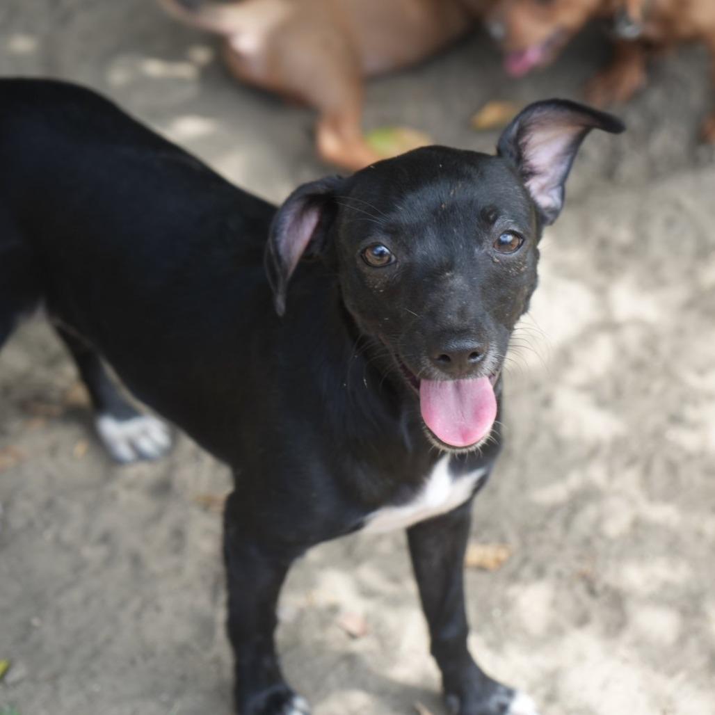 Enlarge Tinky-Winky, a Adoptable mixed breed in Coachella, CA image 2/2