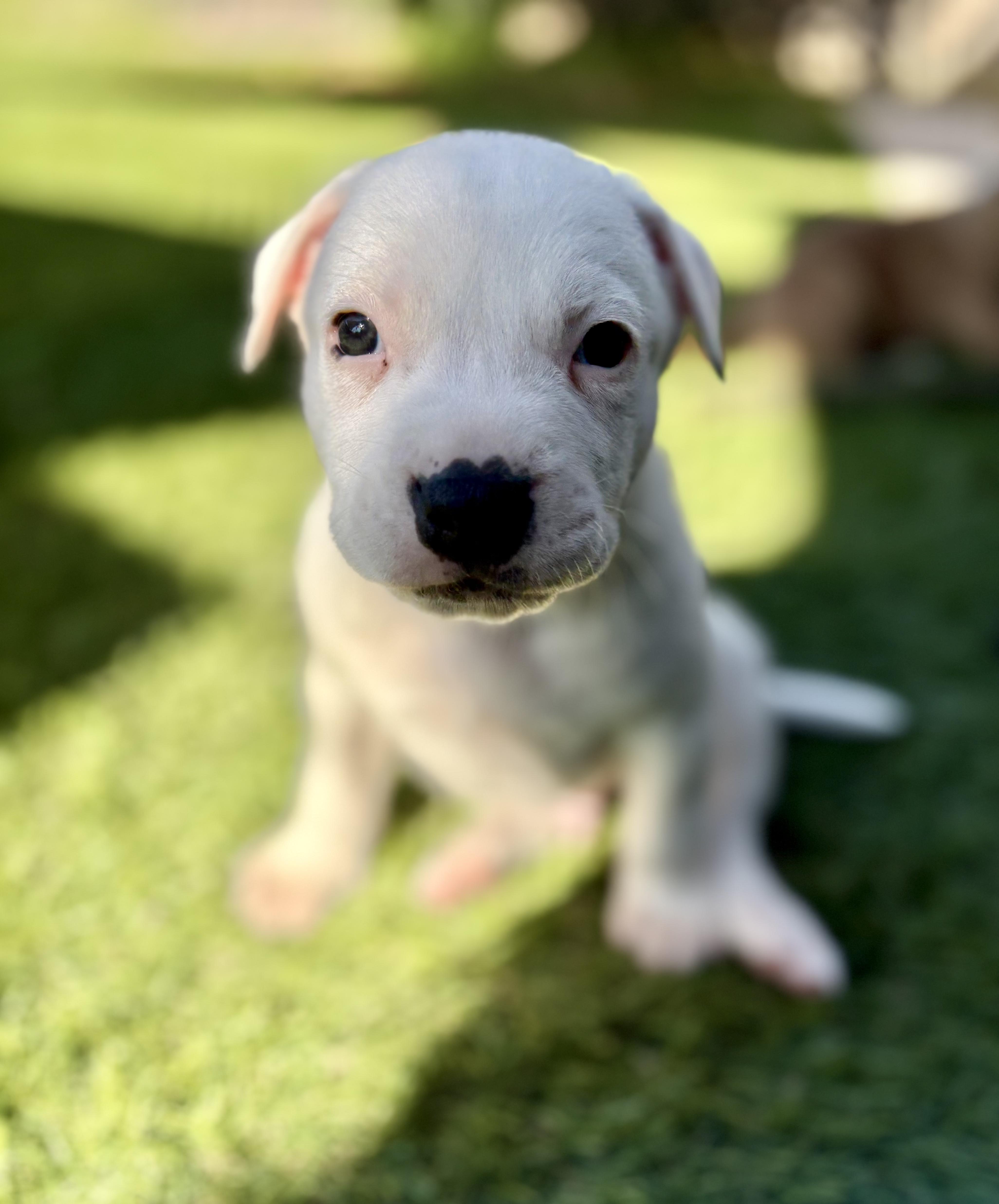 POTTER, ADOPTABLE, Puppy Male Pit Bull Terrier.