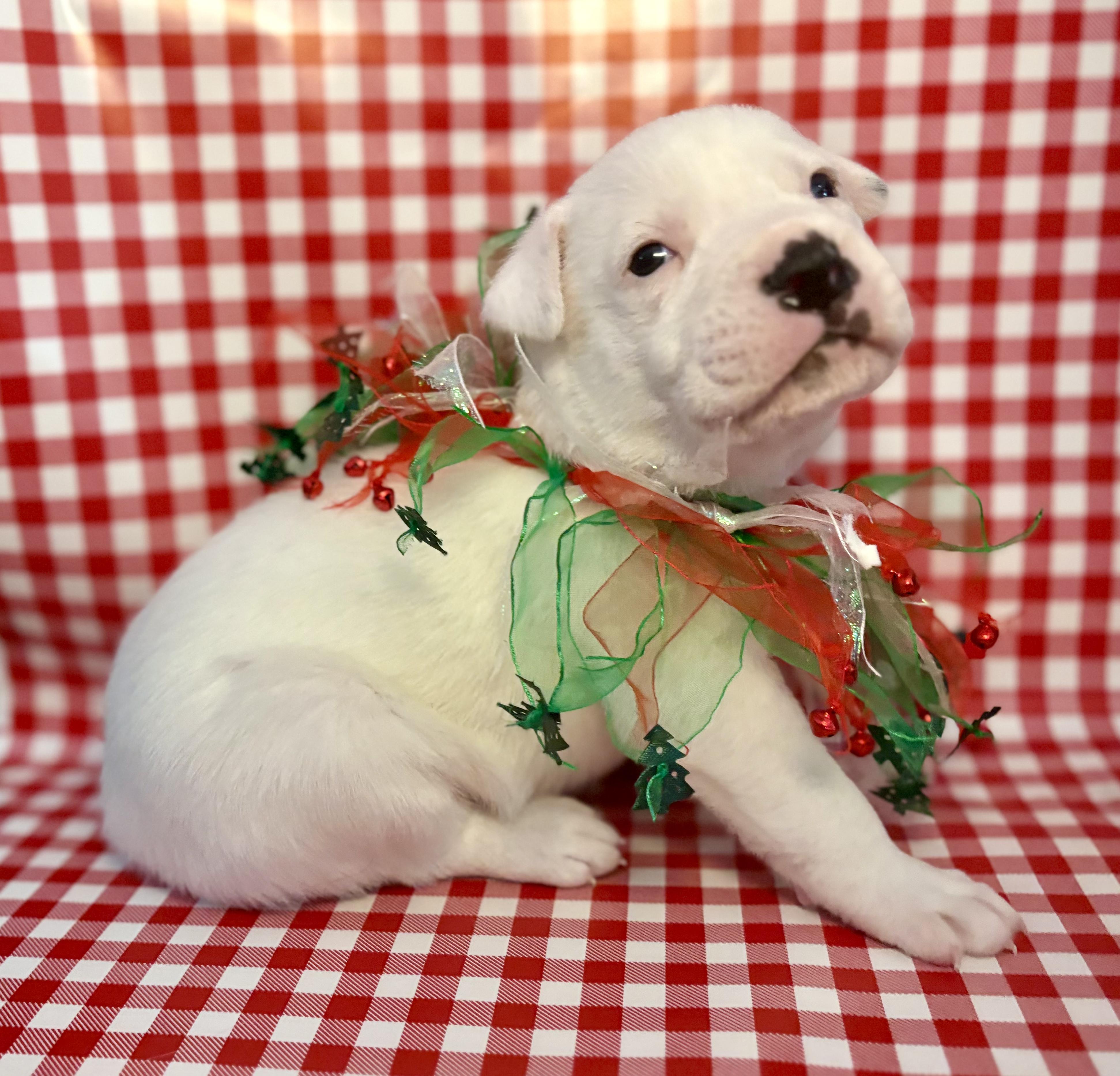 POTTER, a ADOPTABLE Pit Bull Terrier in San Diego, CA image 4/6