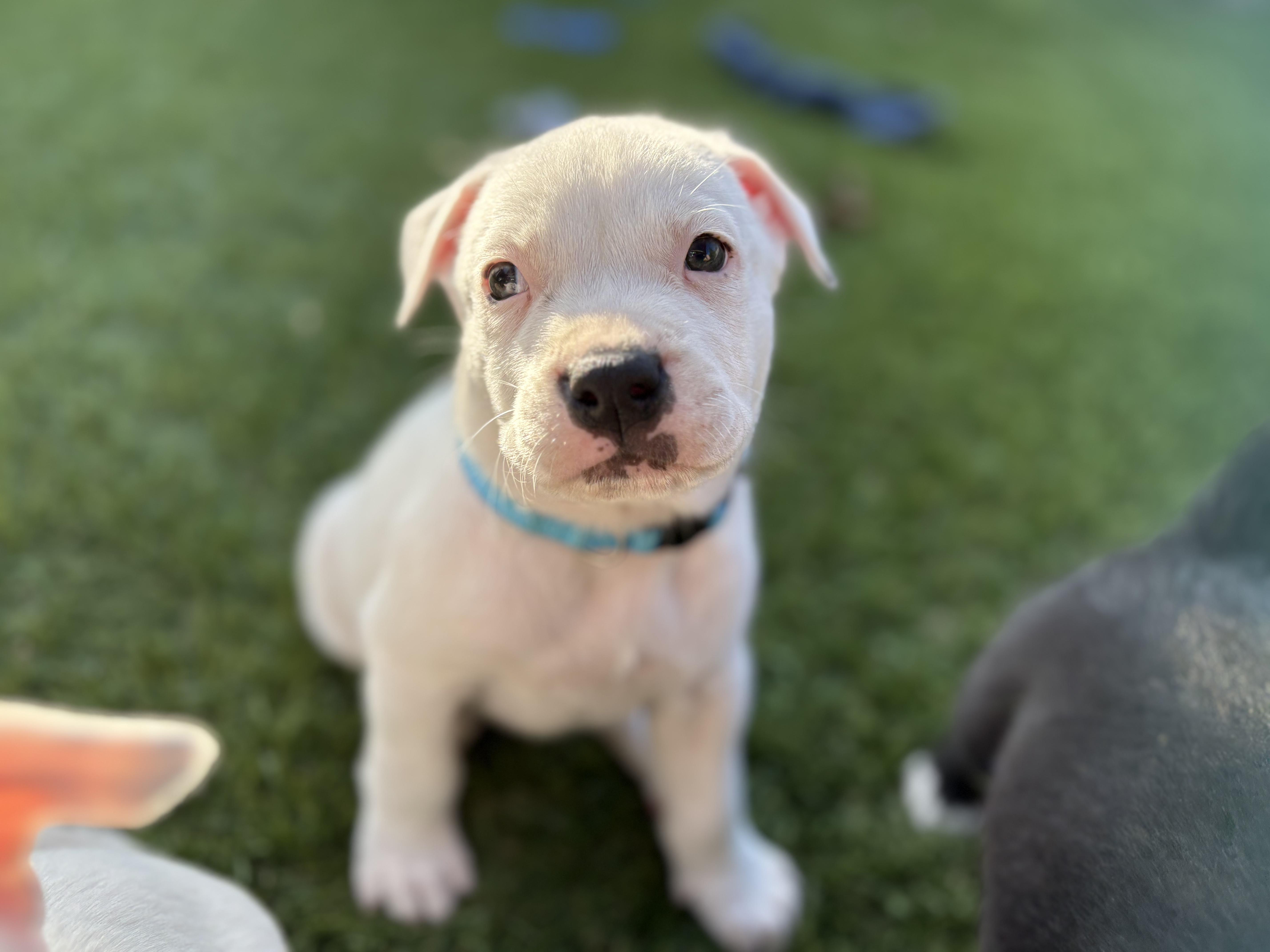 POTTER, a ADOPTABLE Pit Bull Terrier in San Diego, CA image 6/6