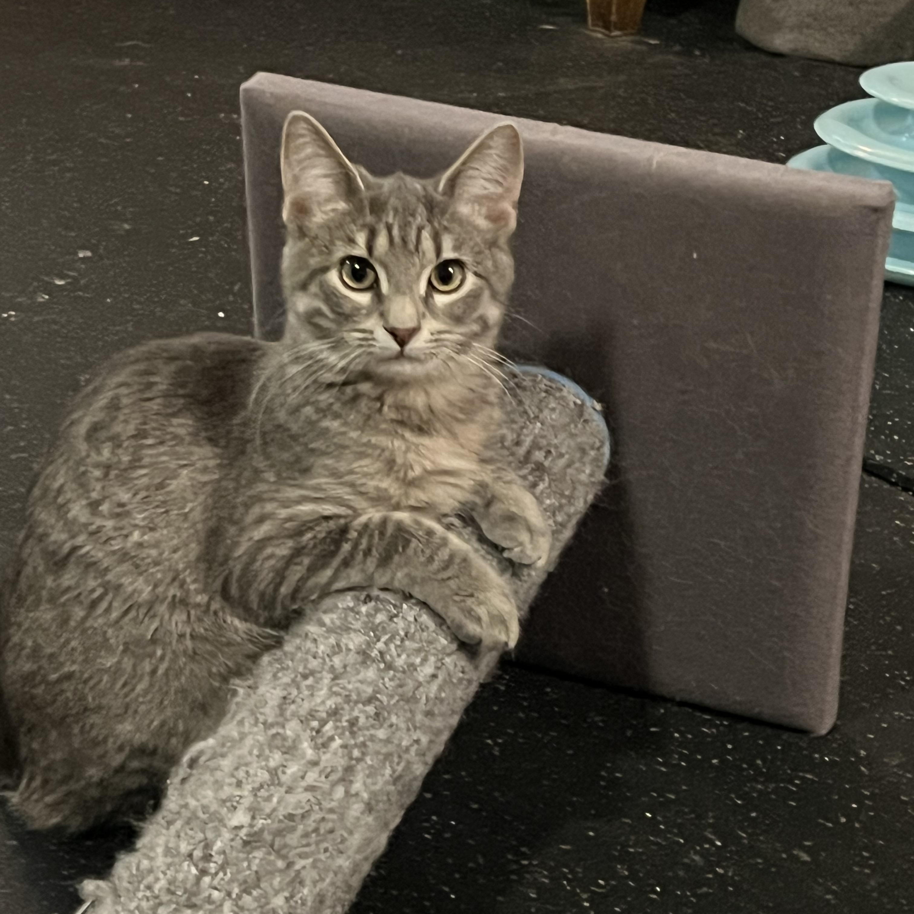 Journee, a Adoptable Domestic Short Hair in Lake Geneva, WI image 6/6