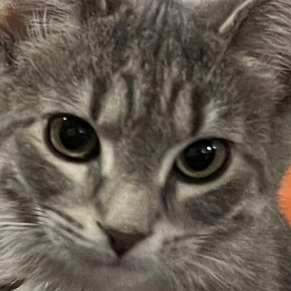 Journee, a Adoptable Domestic Short Hair in Lake Geneva, WI image 5/6