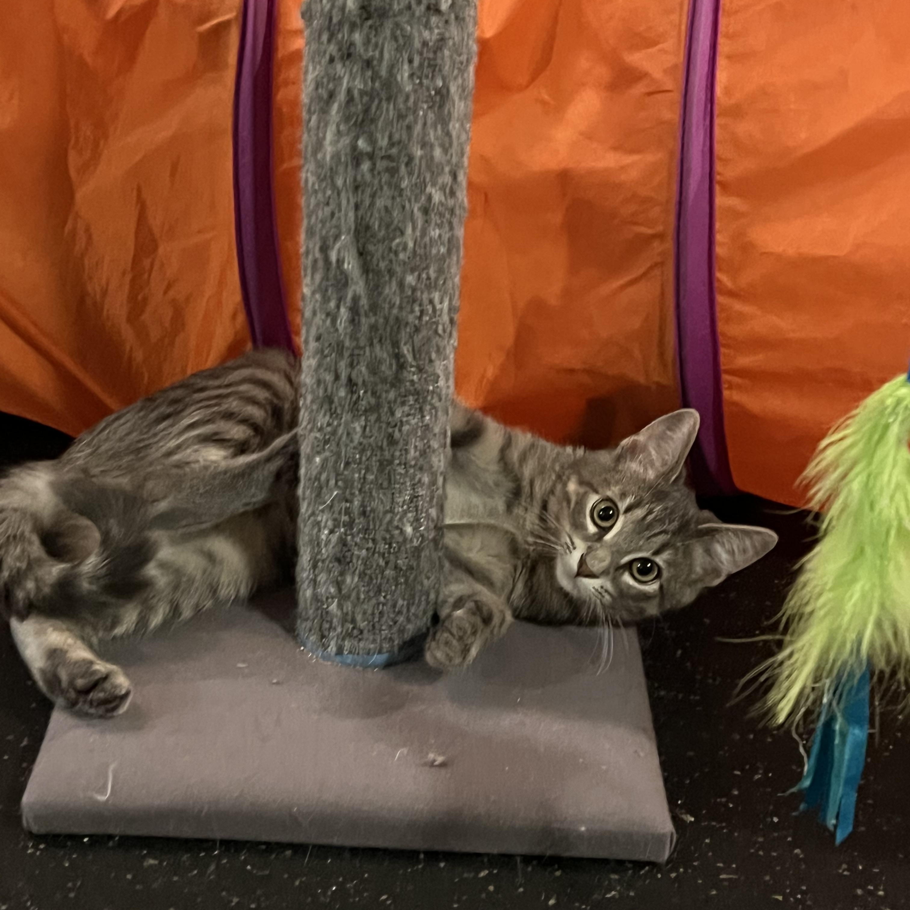 Journee, a Adoptable Domestic Short Hair in Lake Geneva, WI image 4/6