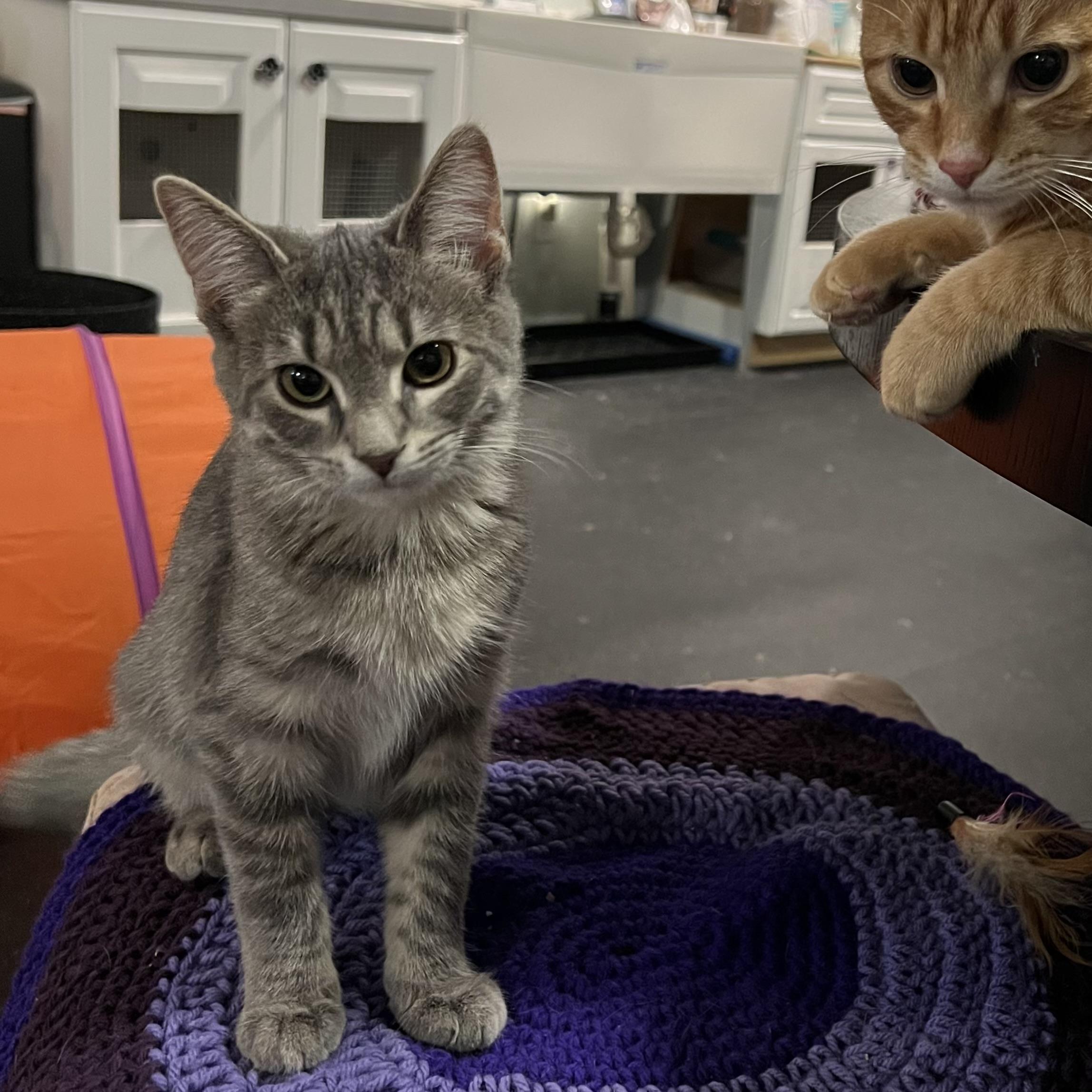 Journee, Adoptable, Kitten Female Domestic Short Hair.