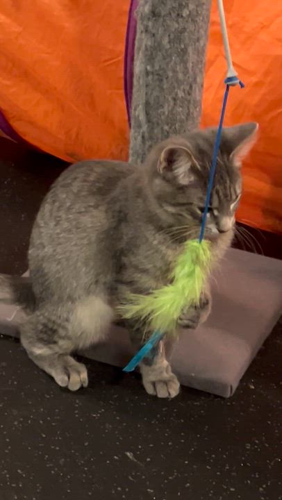 Enlarge Journee, a Adoptable Domestic Short Hair in Lake Geneva, WI video 2/6