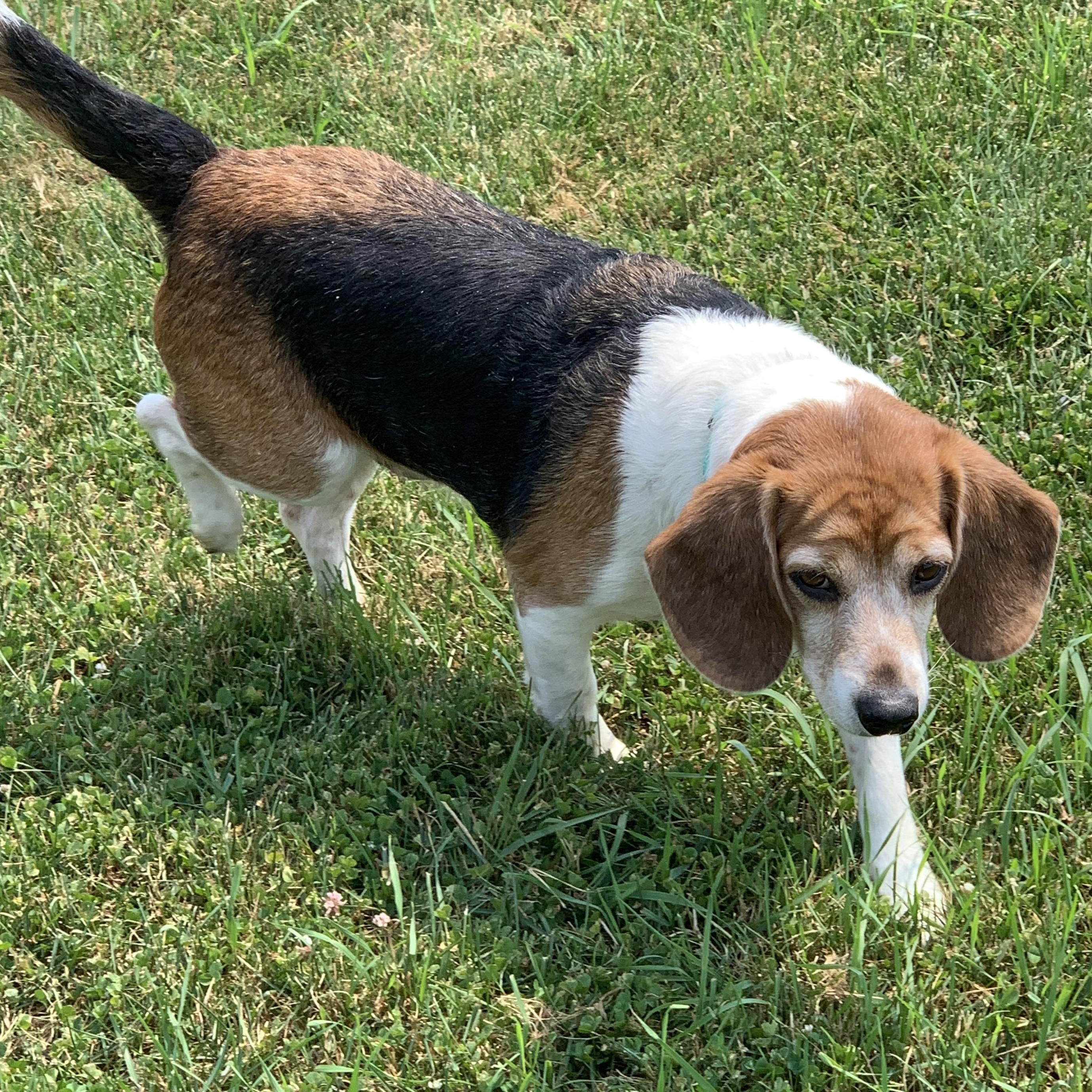 Enlarge Smokey Joe, a Adopted Beagle in Elkton, MI image 1/3