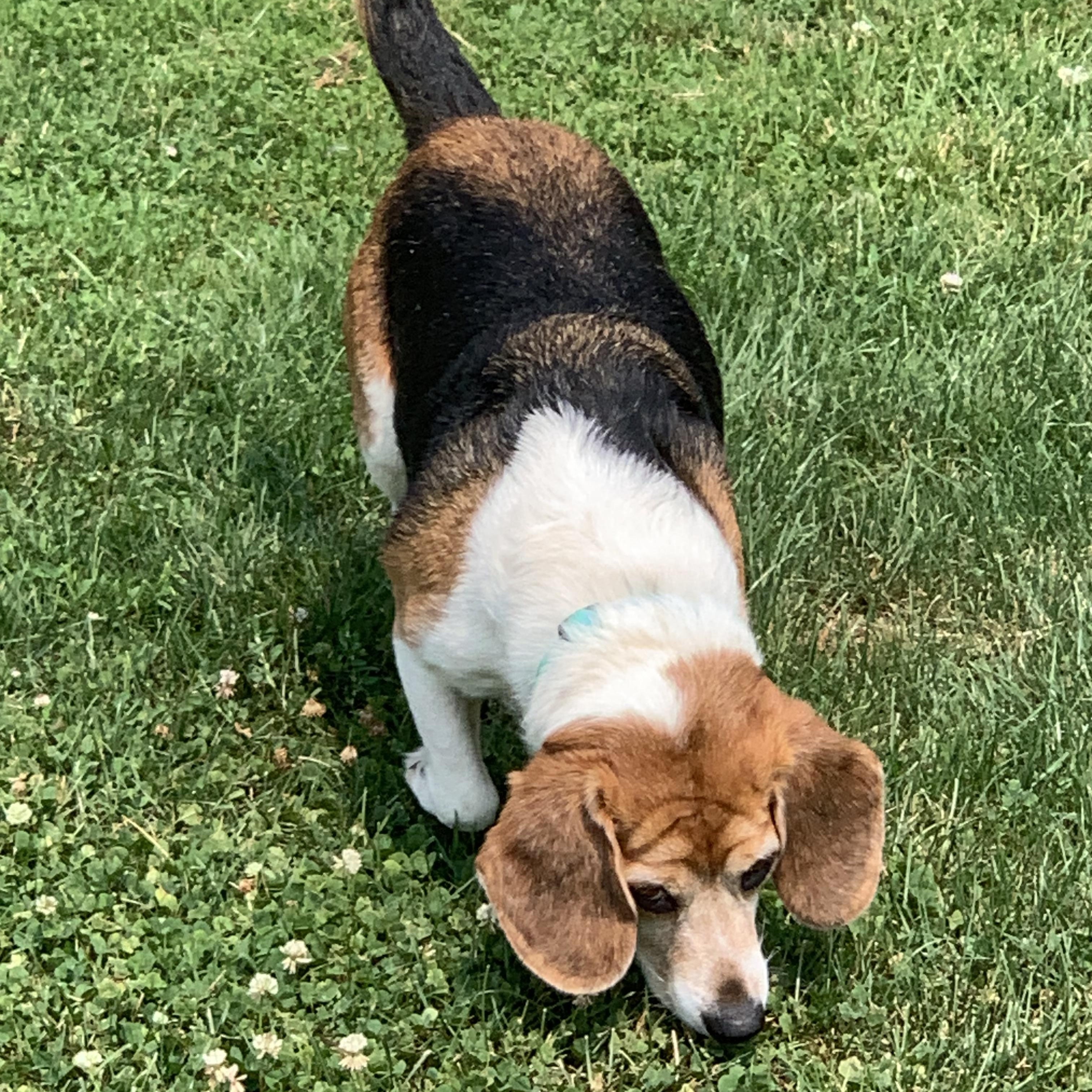 Enlarge Smokey Joe, a Adopted Beagle in Elkton, MI image 2/3